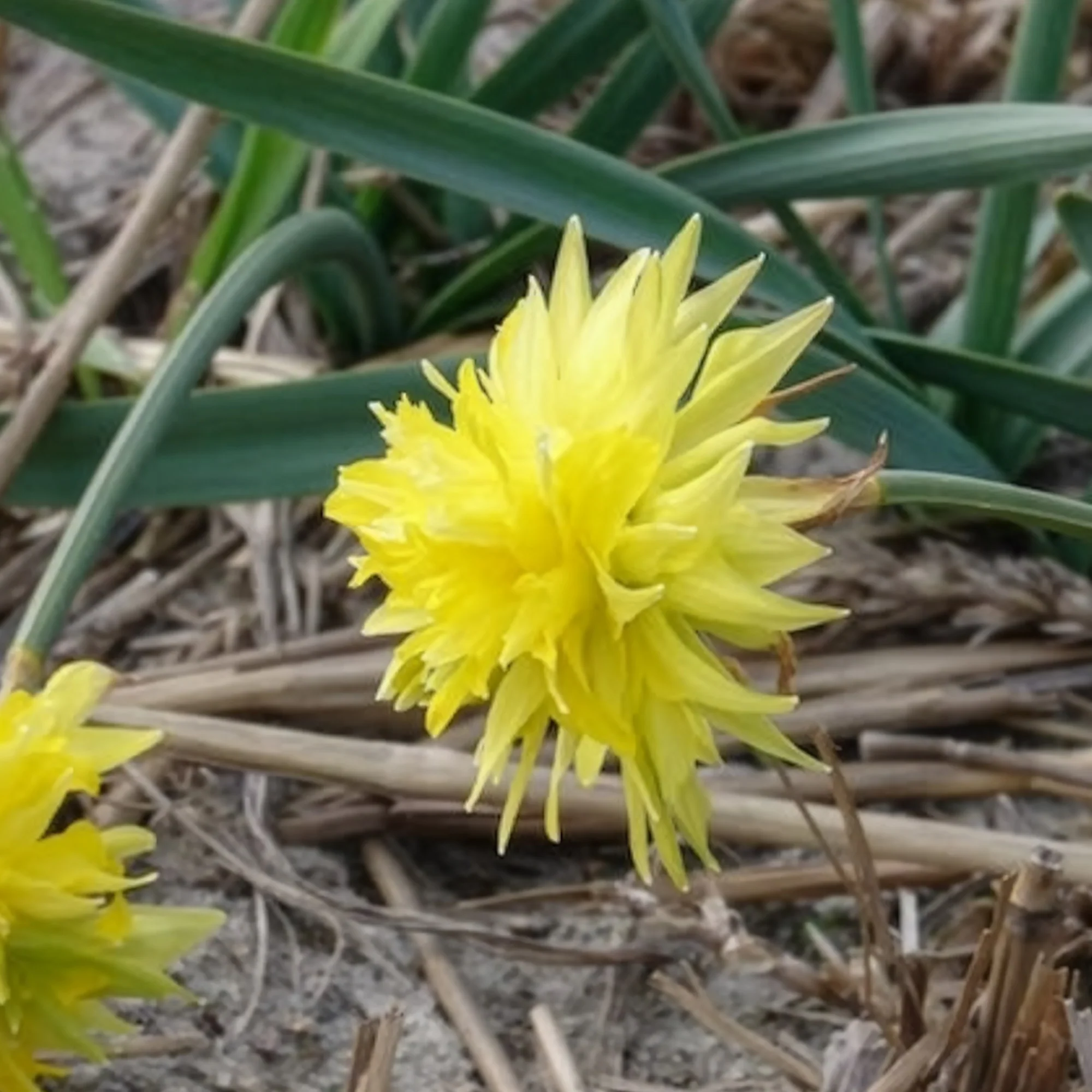 Narcis 'Rip van Winkle' (x5) - Image 4