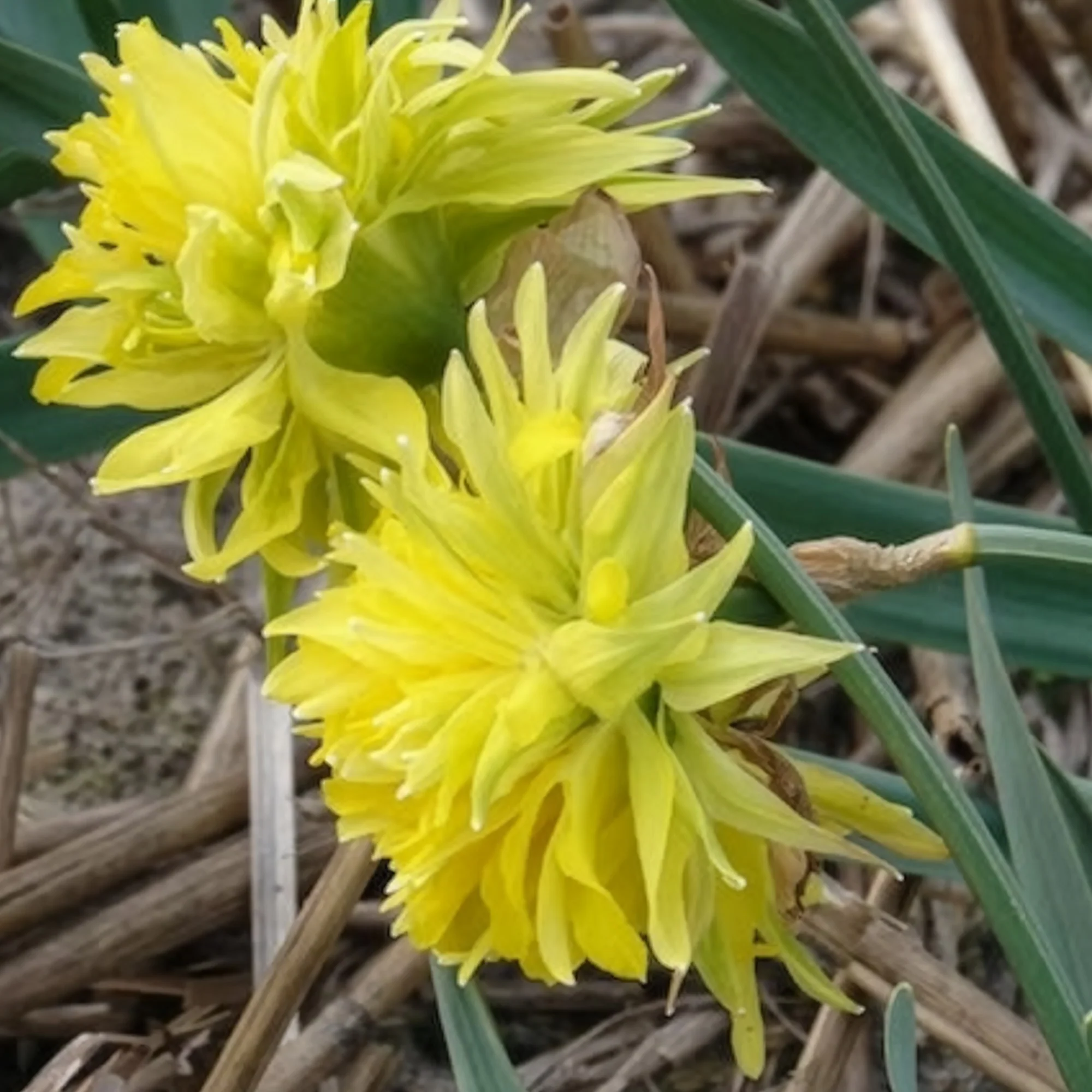 Narcis 'Rip van Winkle' (x5) - Image 5