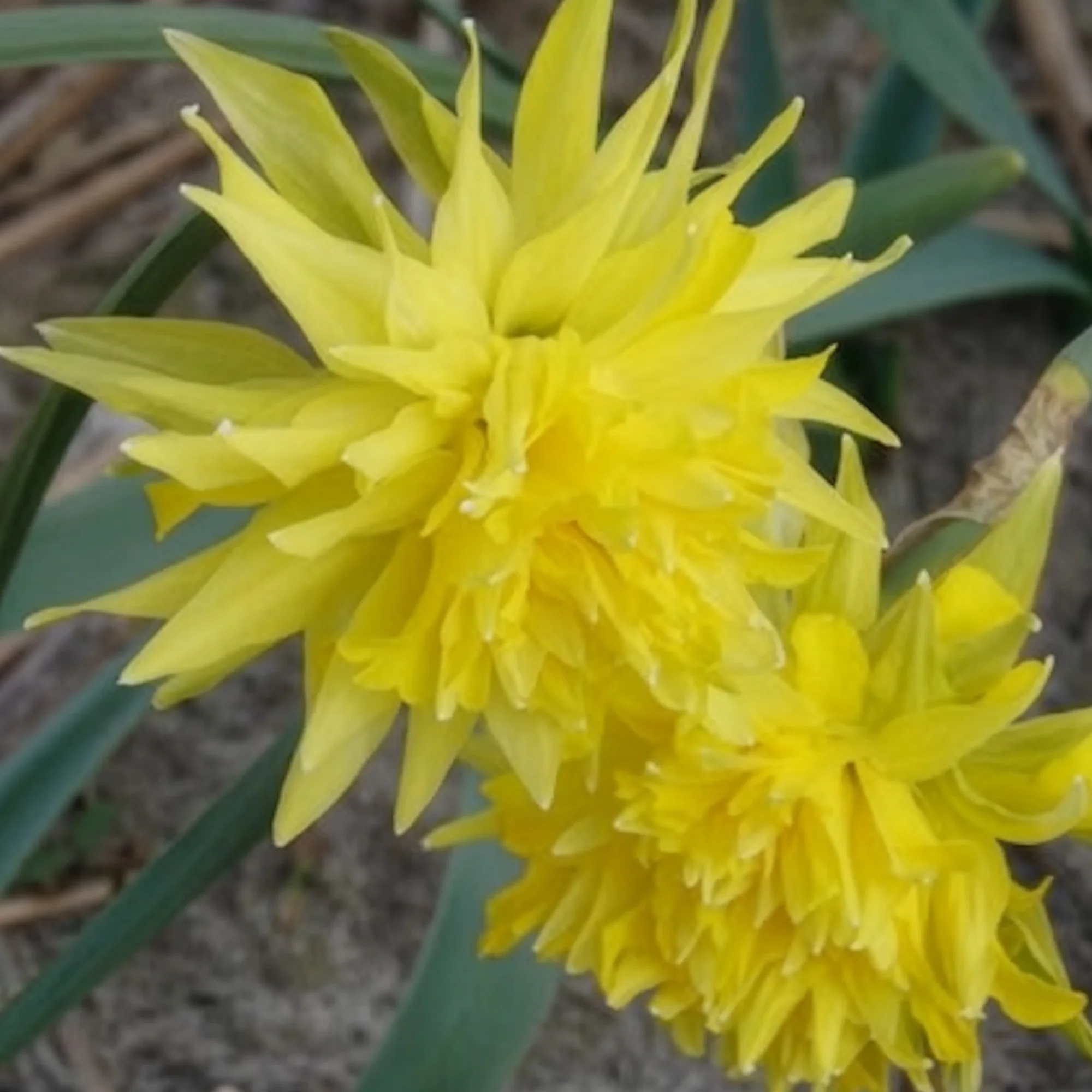 Narcis 'Rip van Winkle' (x5) - Image 6