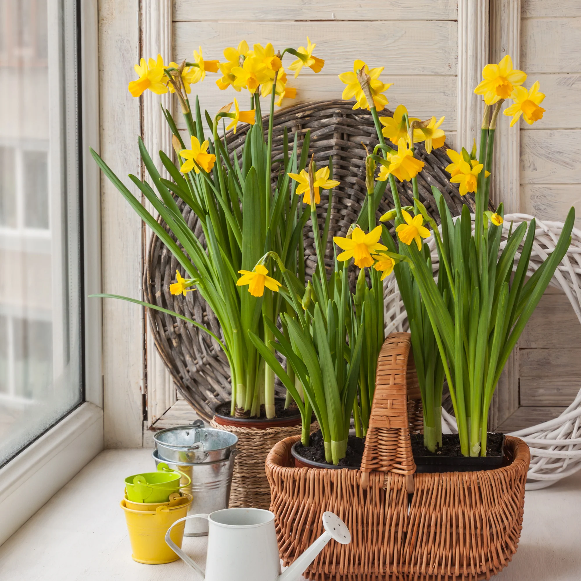 Narcis 'Tête-à-Tête' (x10) - Image 3