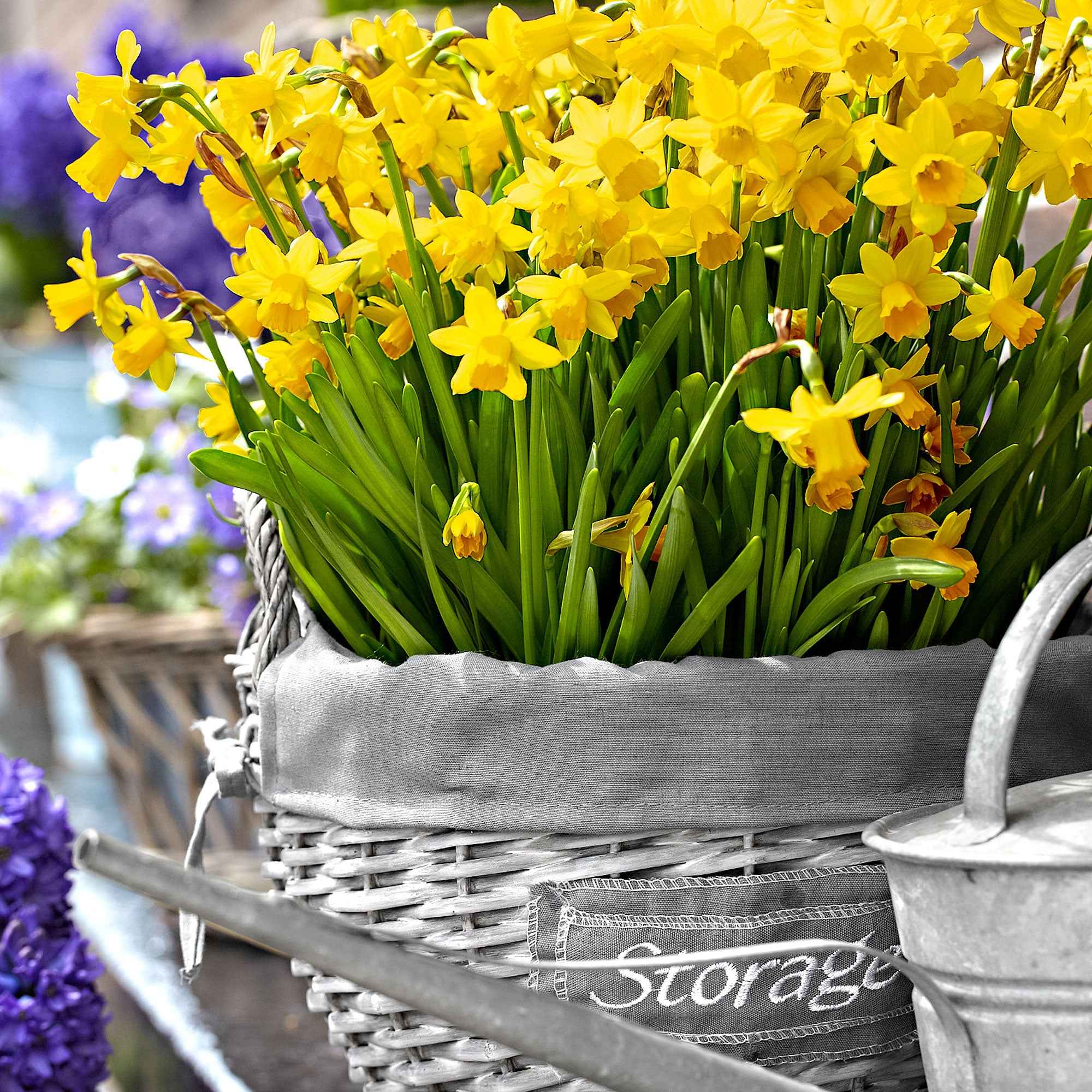 Narcis 'Tête-à-Tête' (x10) - Image 4