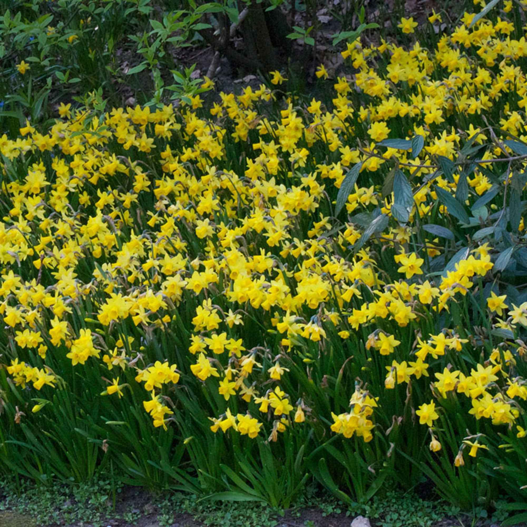 Narcis 'Tête-à-Tête' (x10) - Image 5
