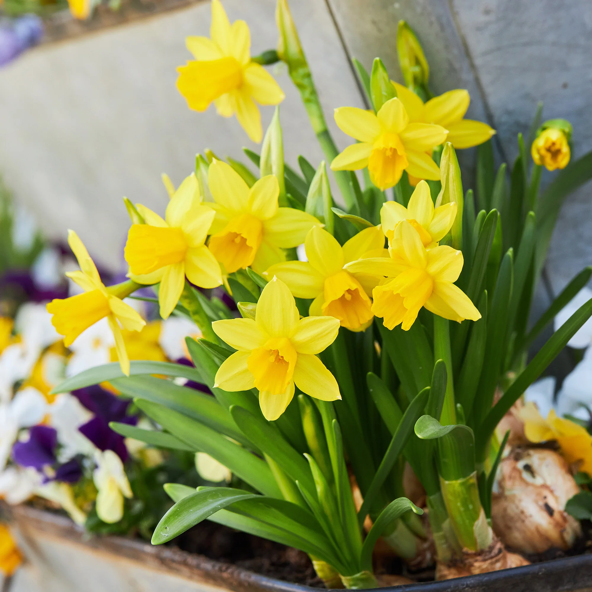 Narcis 'Tête-à-Tête' (x10) - Image 6