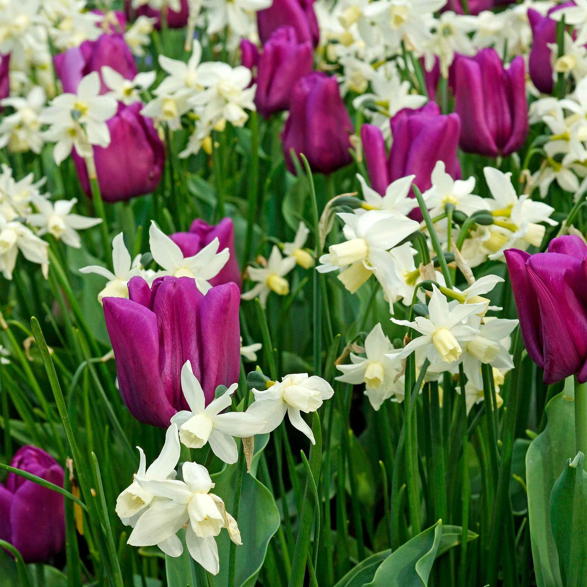 Narcis 'Thalia' (x7) - Image 2