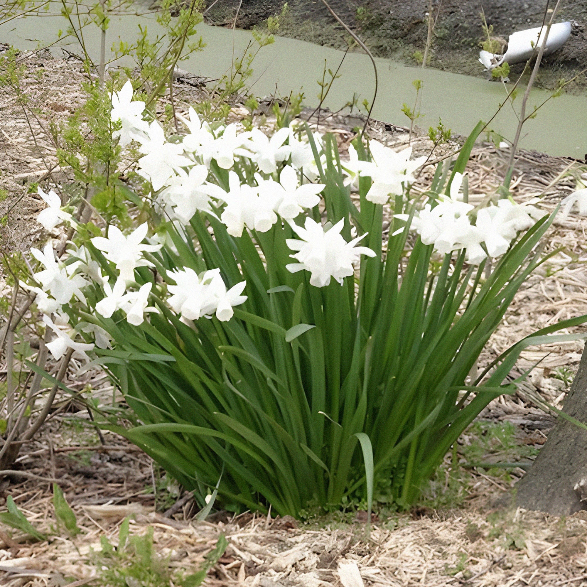 Narcis 'Thalia' (x7) - Image 3