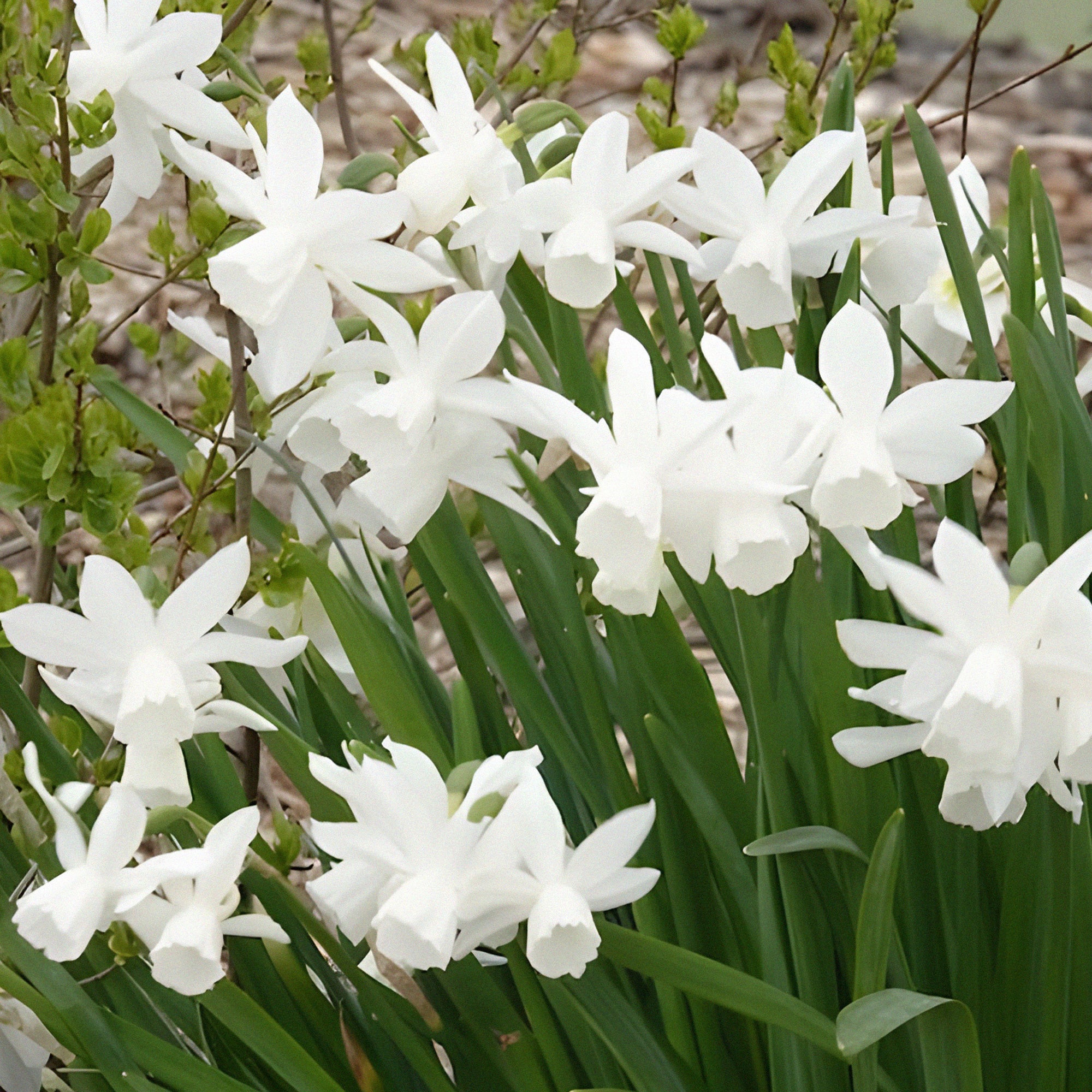 Narcis 'Thalia' (x7) - Image 4