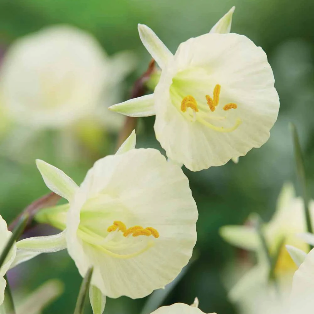 Narcissen Artic Bells (x10)