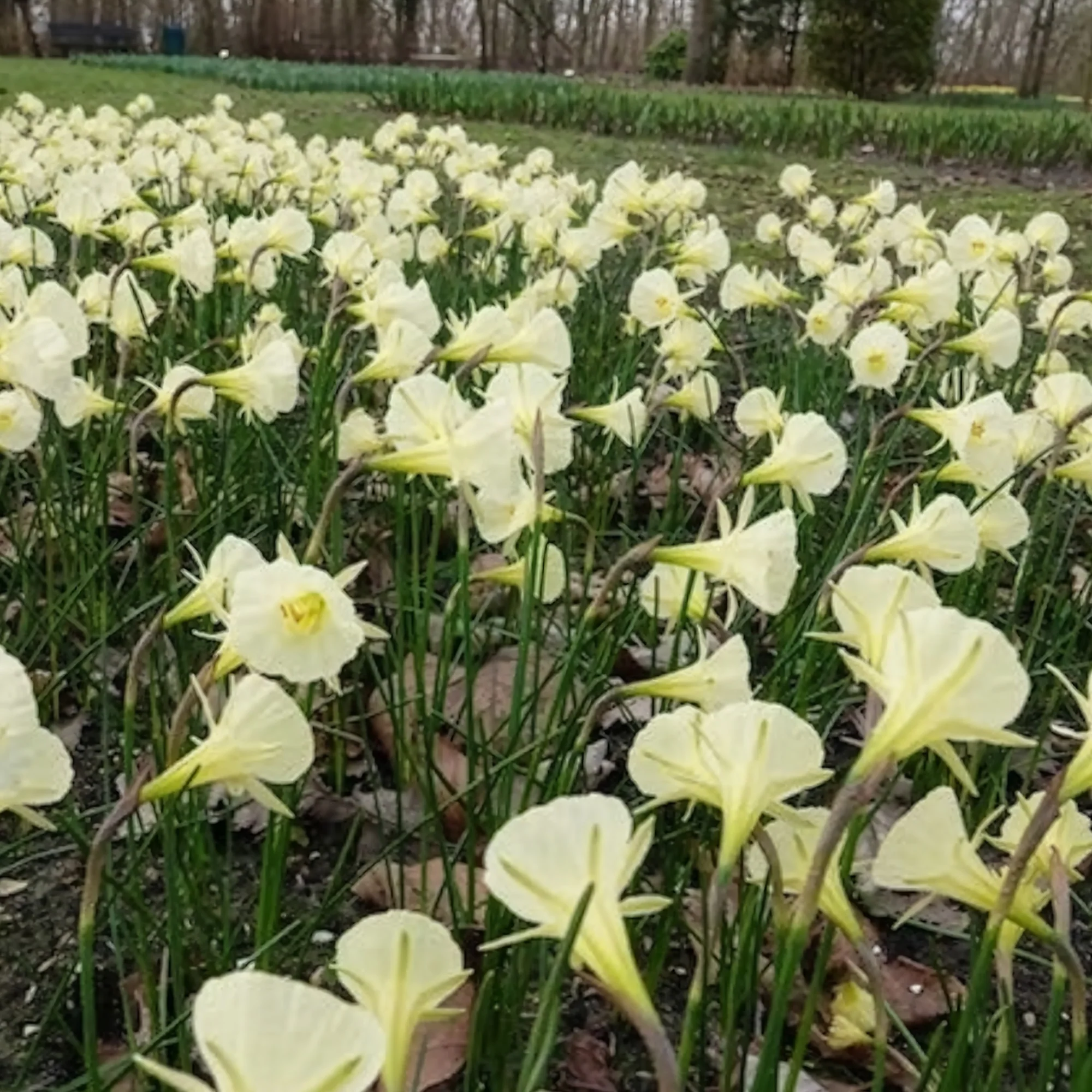 Narcissen Artic Bells (x10) - Image 2