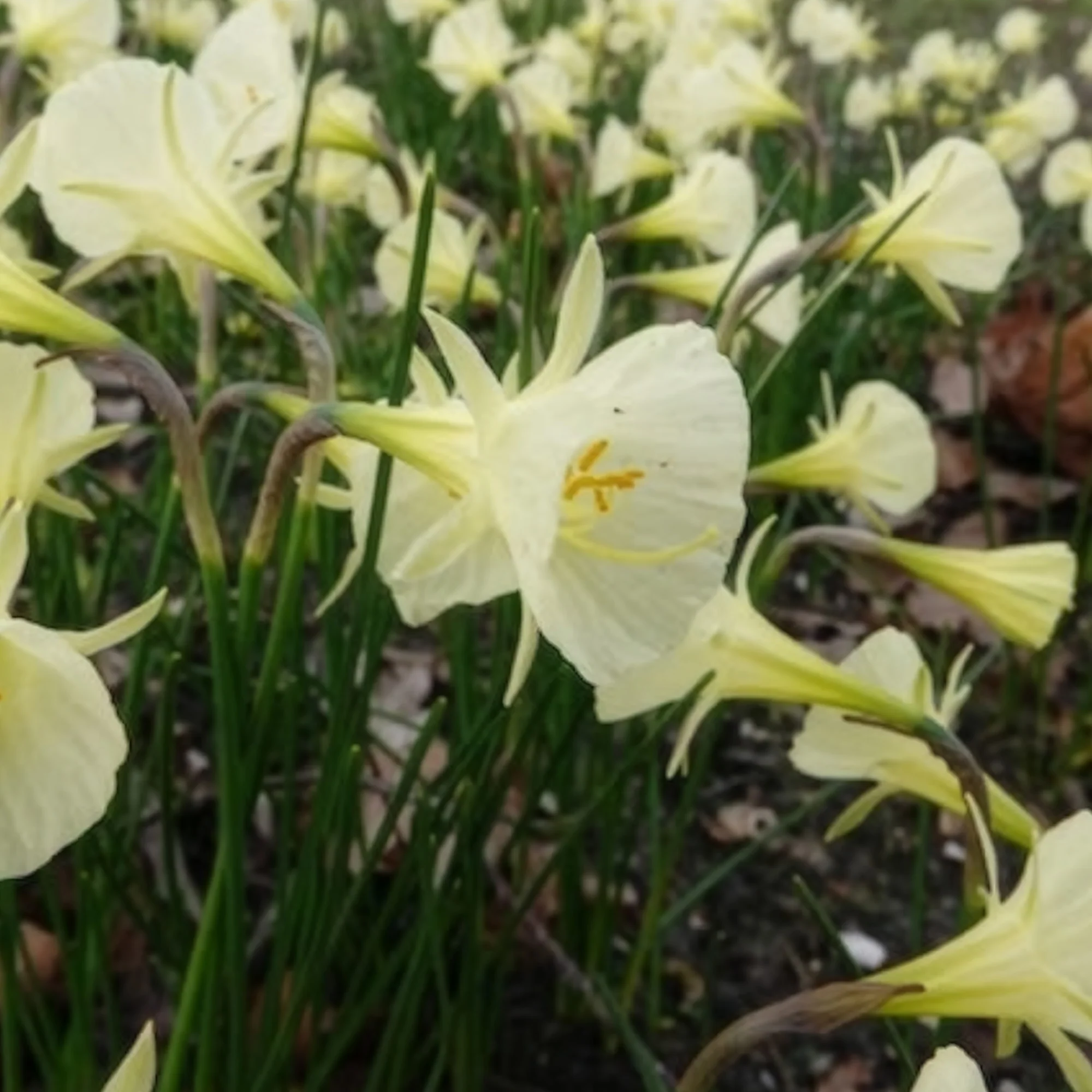Narcissen Artic Bells (x10) - Image 3