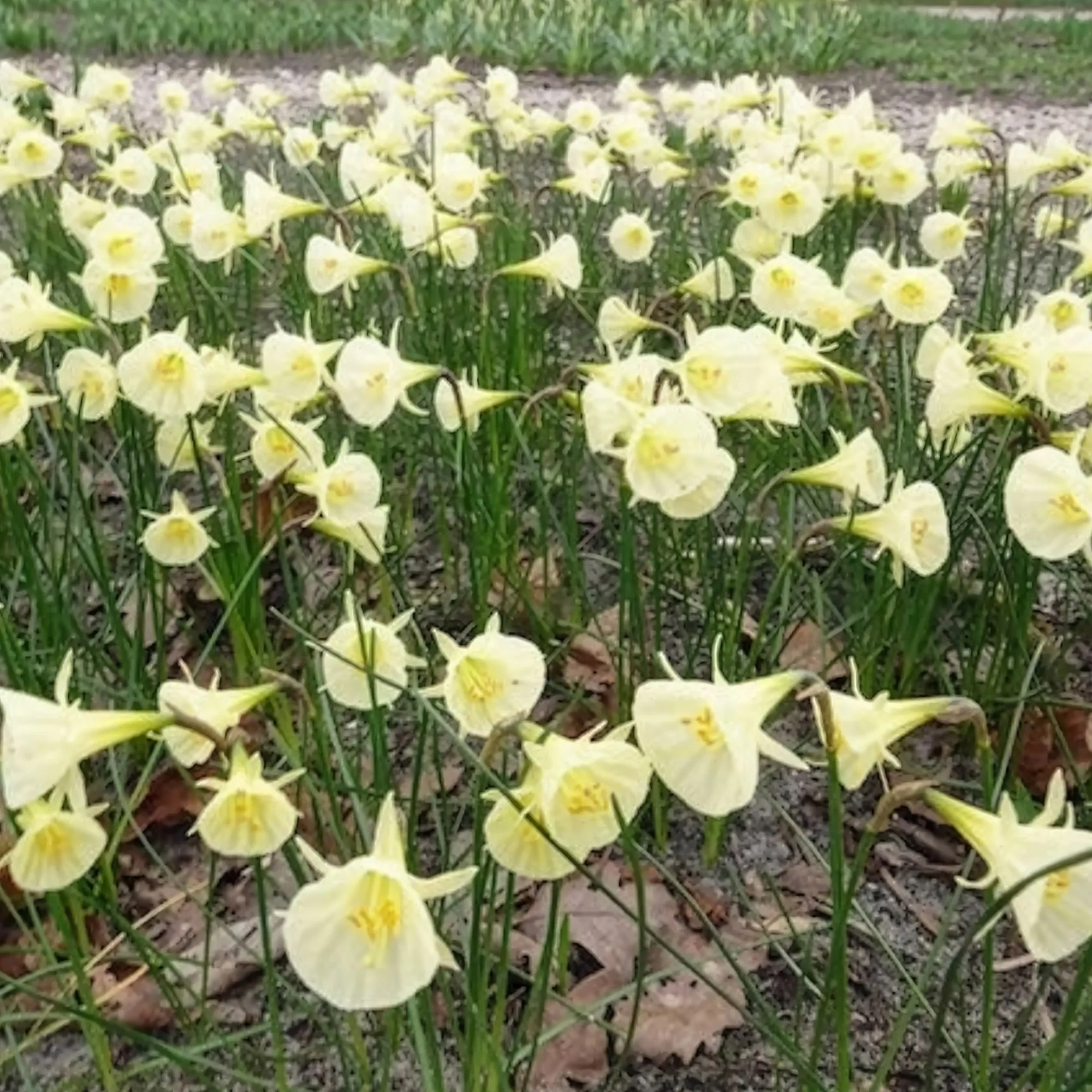 Narcissen Artic Bells (x10) - Image 4