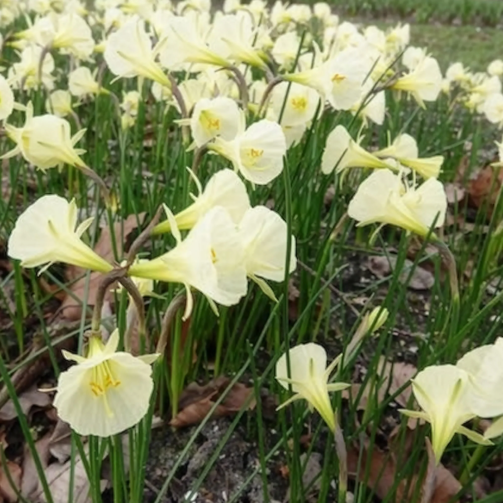 Narcissen Artic Bells (x10) - Image 5