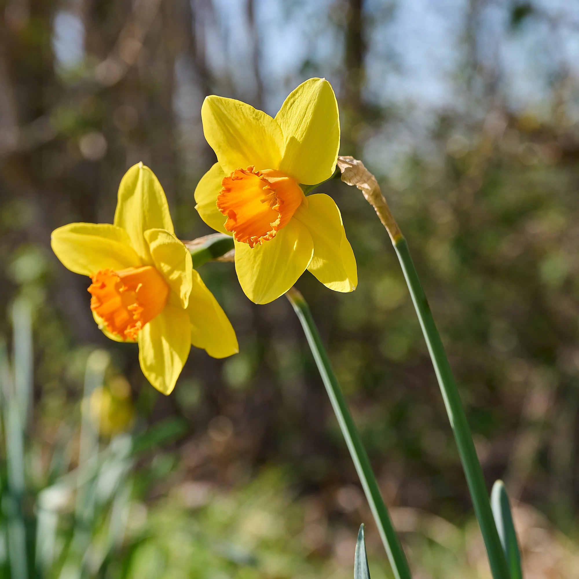 Narcissen 'Fortune' (x10) - Image 2