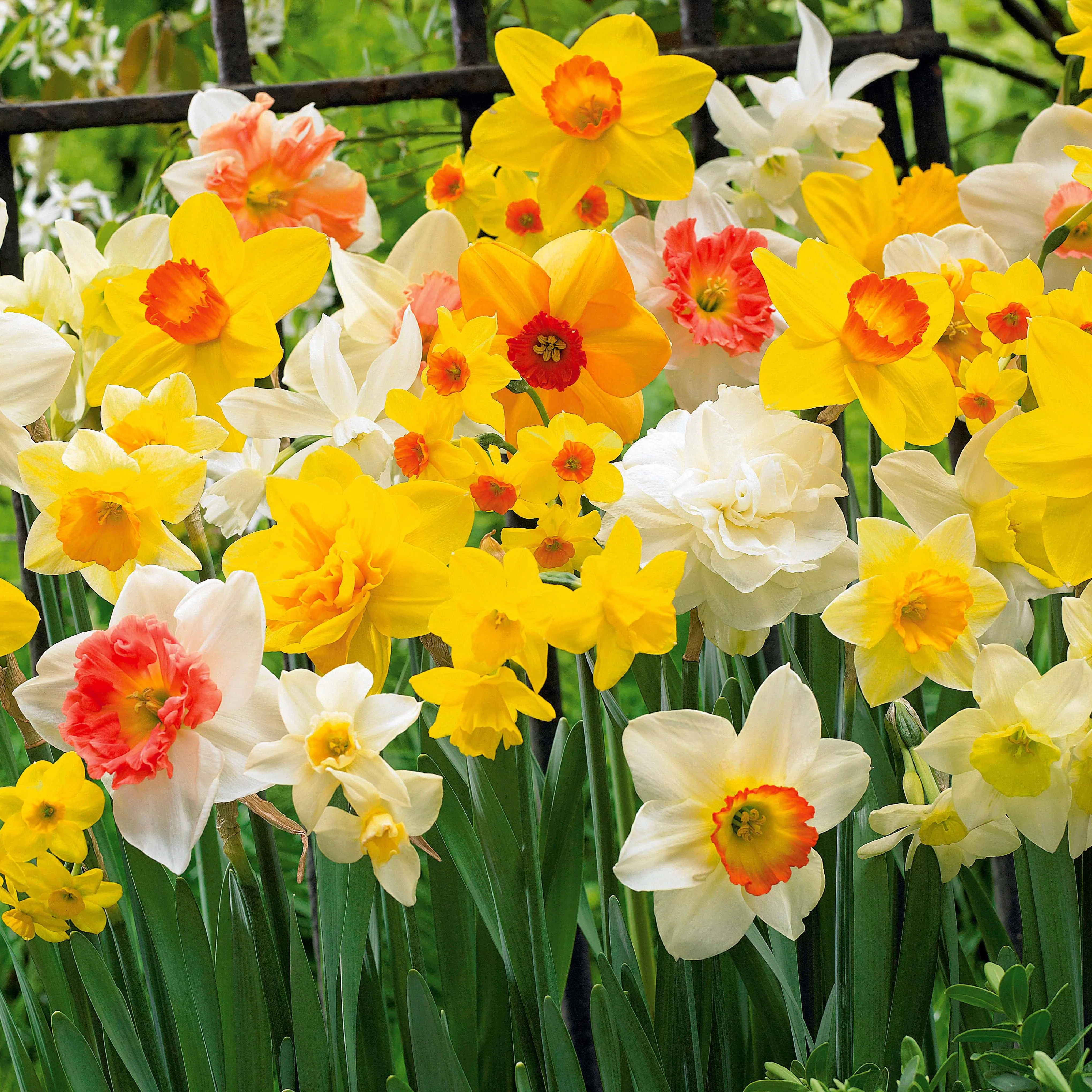 Narcissen gemengd