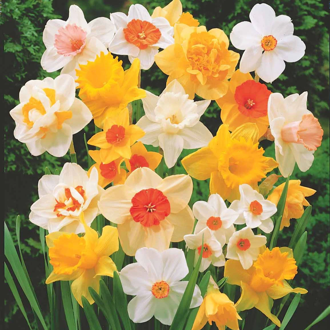Narcissen gemengd - Image 2
