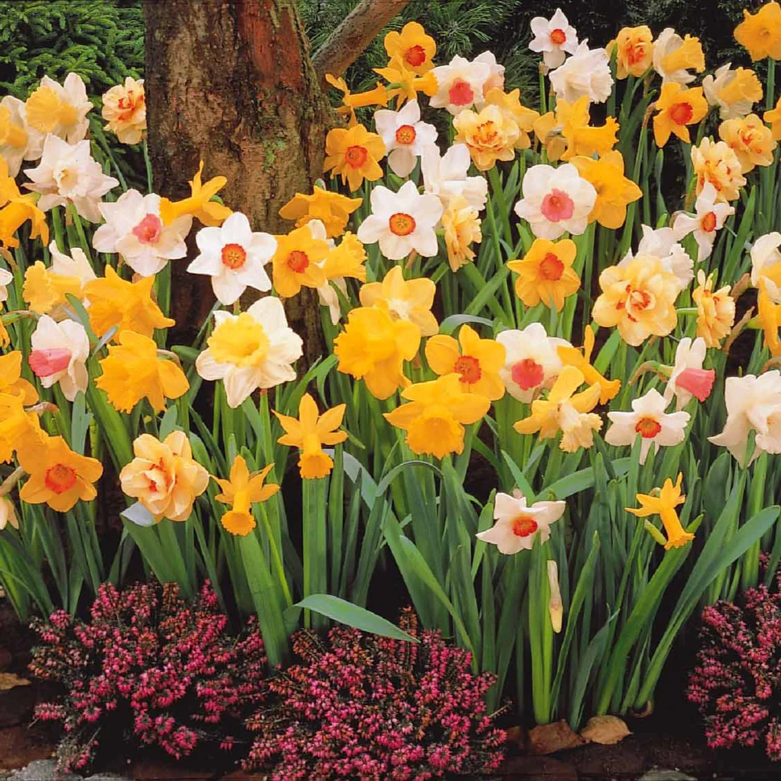 Narcissen gemengd - Image 3