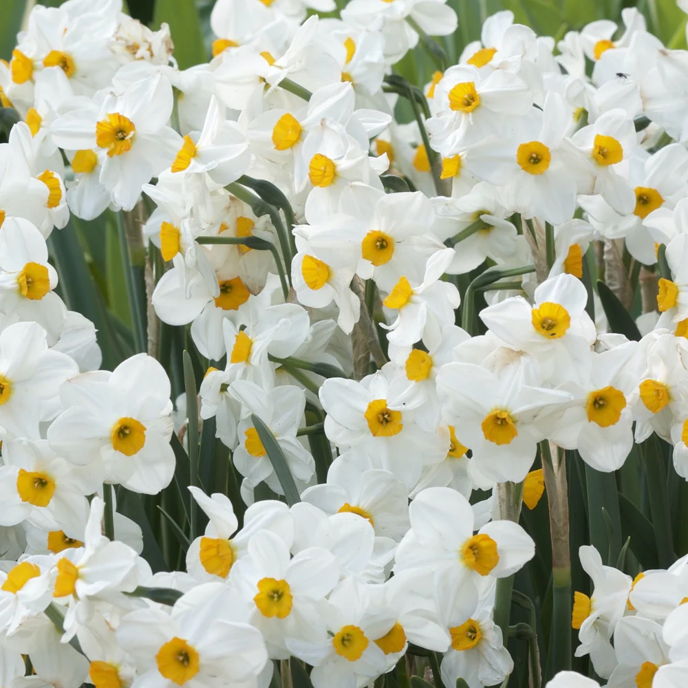 Narcissen Geranium (x5)