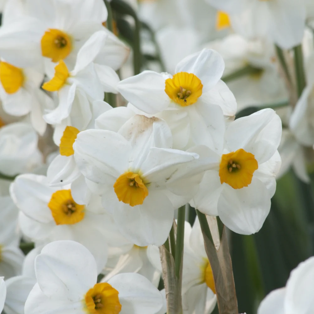 Narcissen Geranium (x5) - Image 2