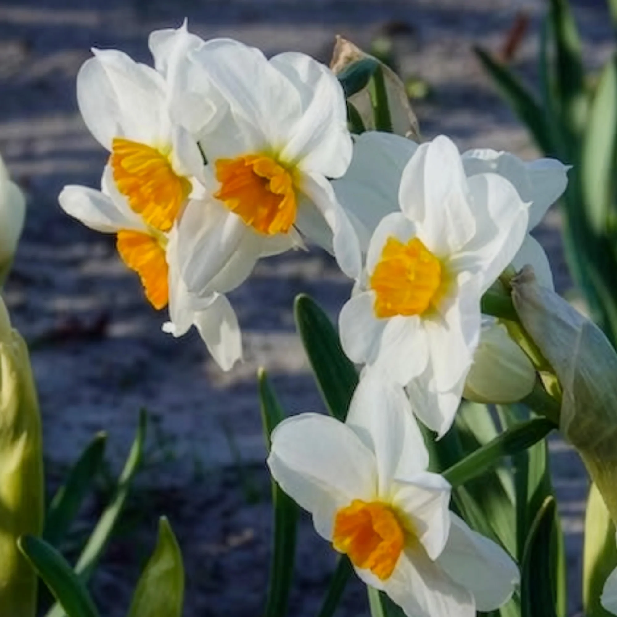 Narcissen Geranium (x5) - Image 3