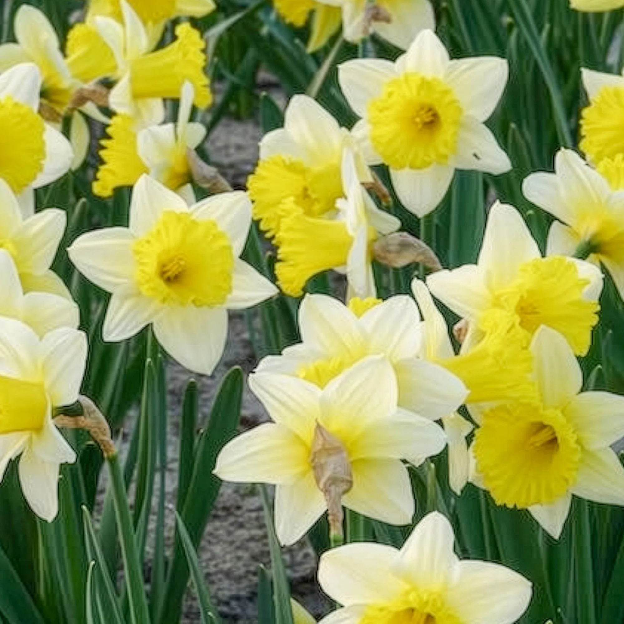 Narcissen 'Goblet' (x10) - Image 10