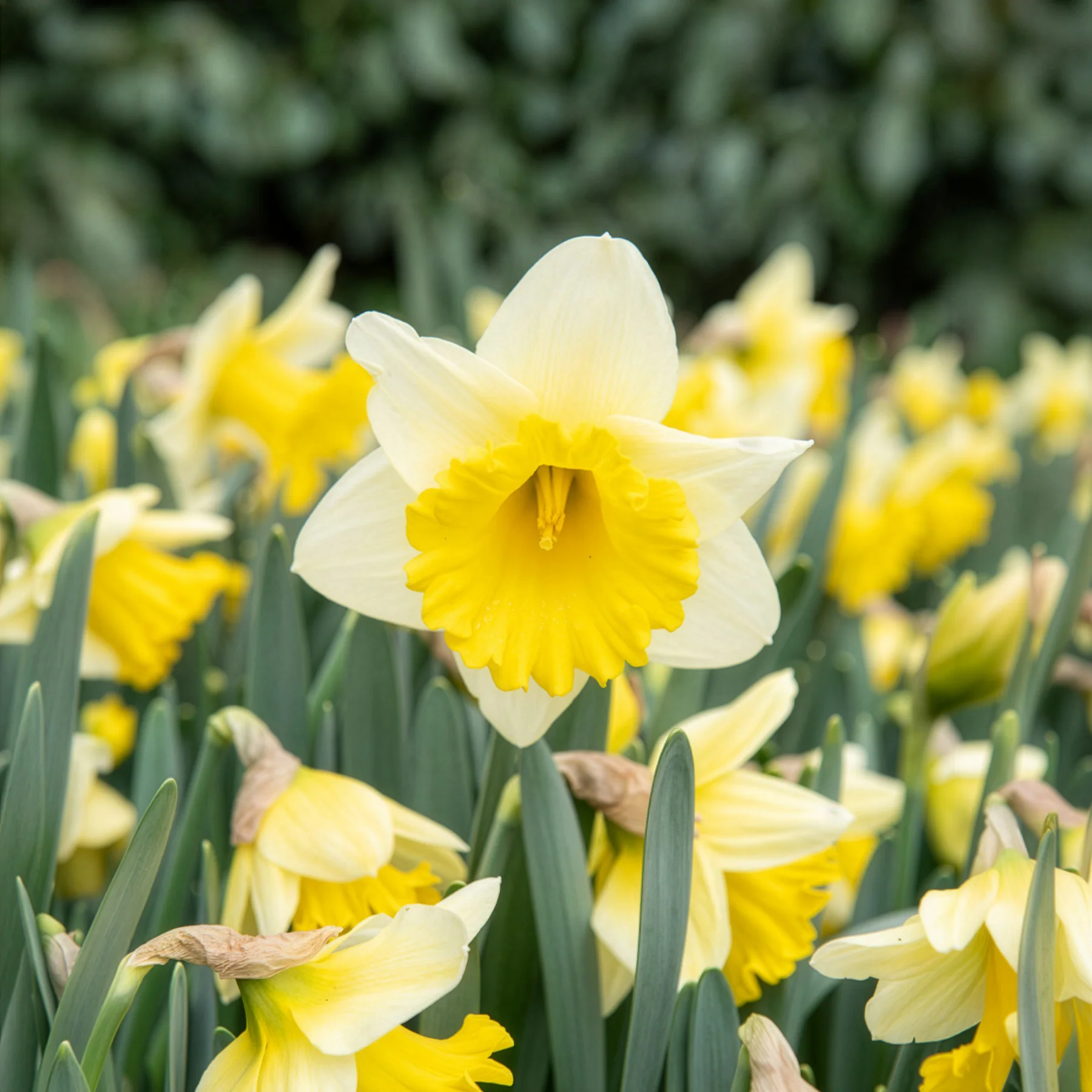 Narcissen 'Goblet' (x10) - Image 2
