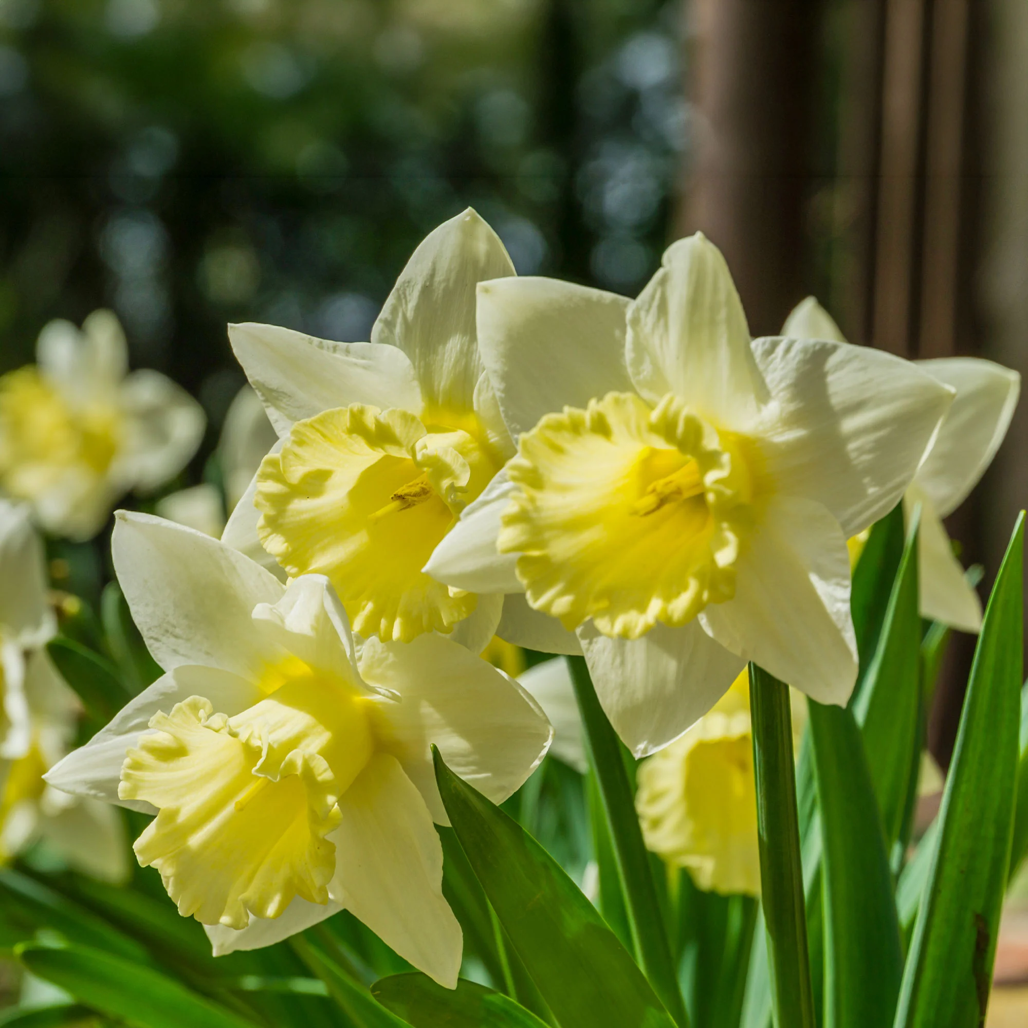 Narcissen 'Goblet' (x10) - Image 3