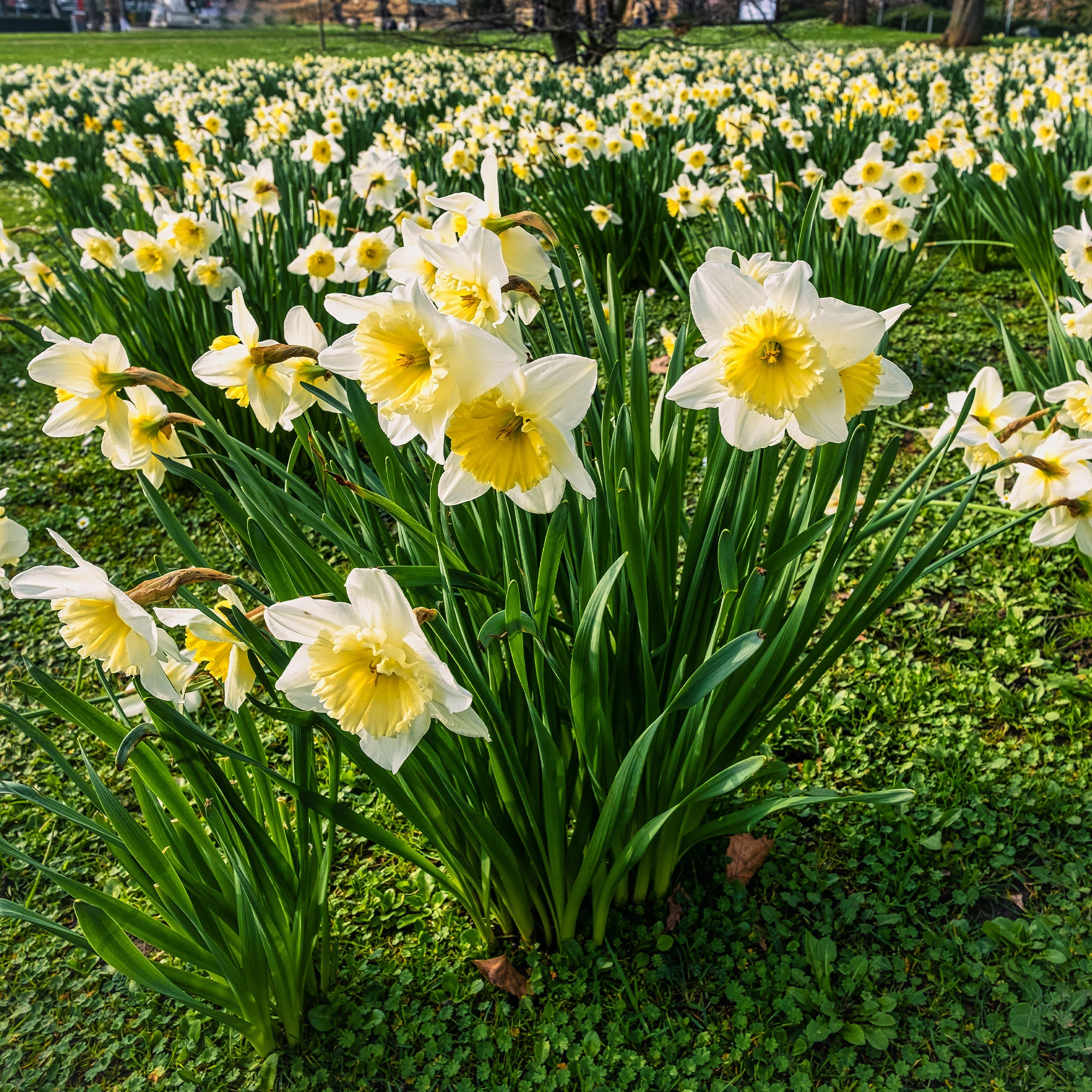 Narcissen 'Goblet' (x10) - Image 4