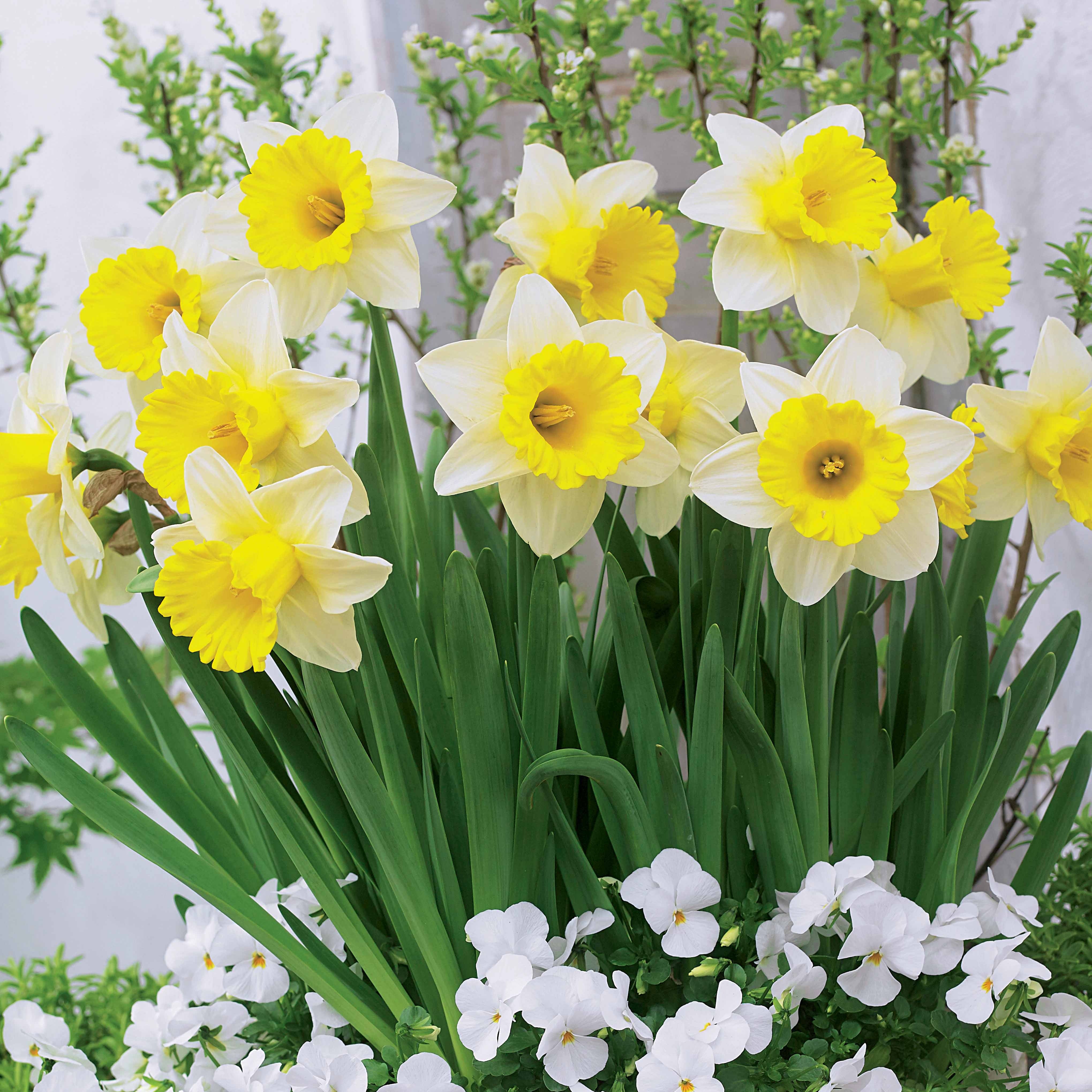 Narcissen 'Goblet' (x10) - Image 5