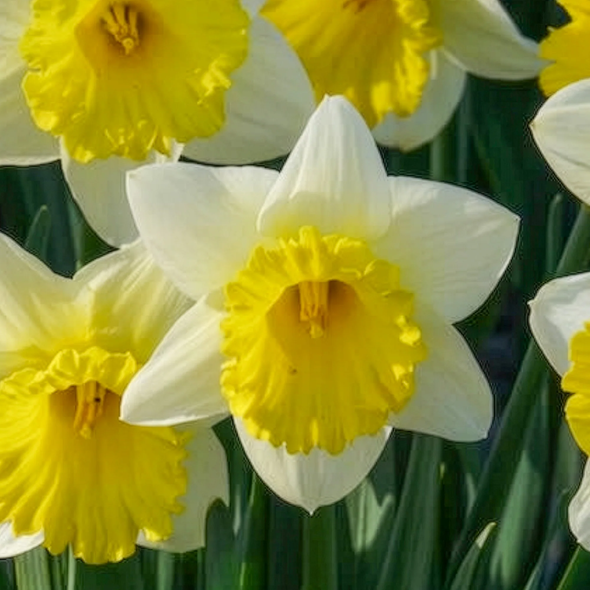 Narcissen 'Goblet' (x10) - Image 6
