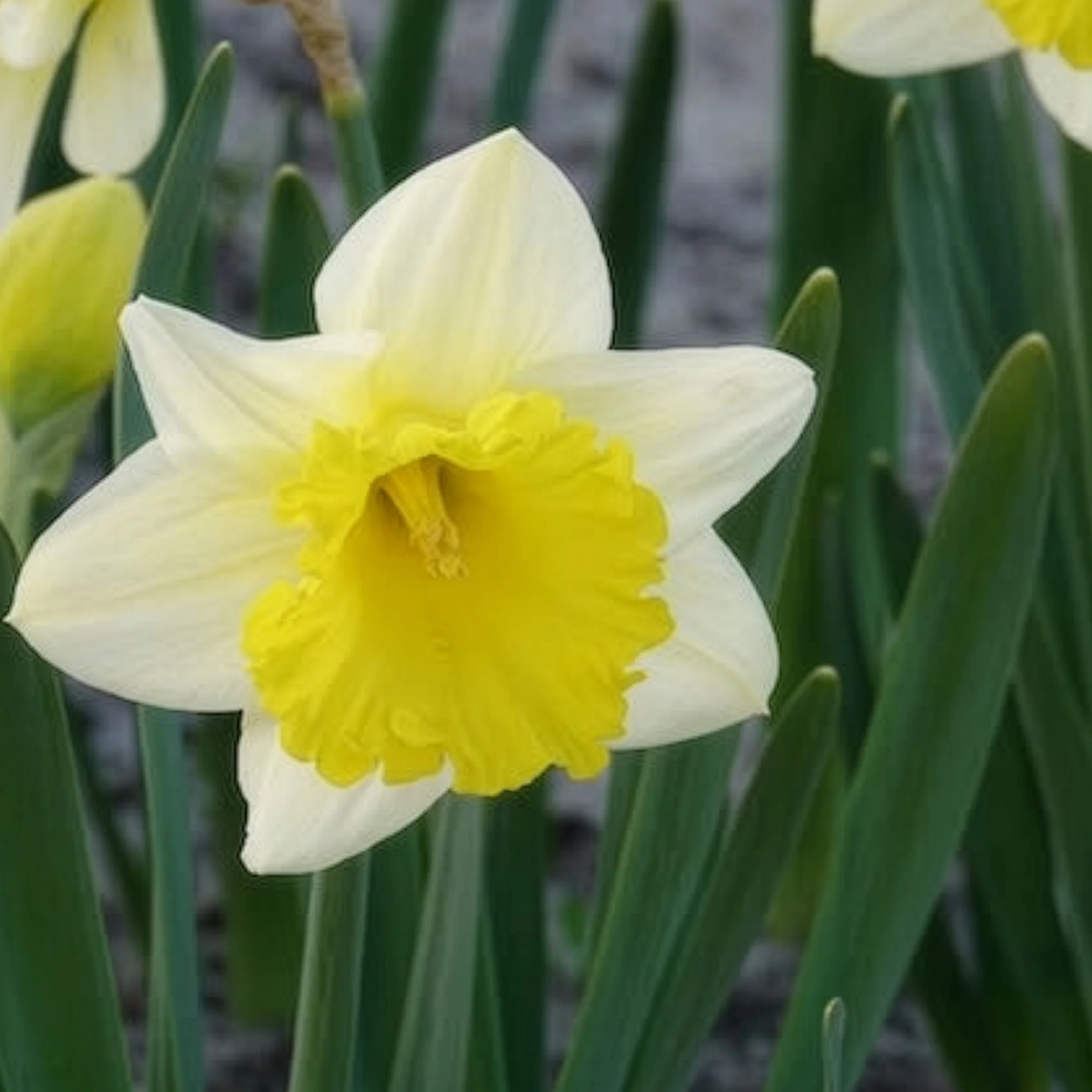 Narcissen 'Goblet' (x10) - Image 7
