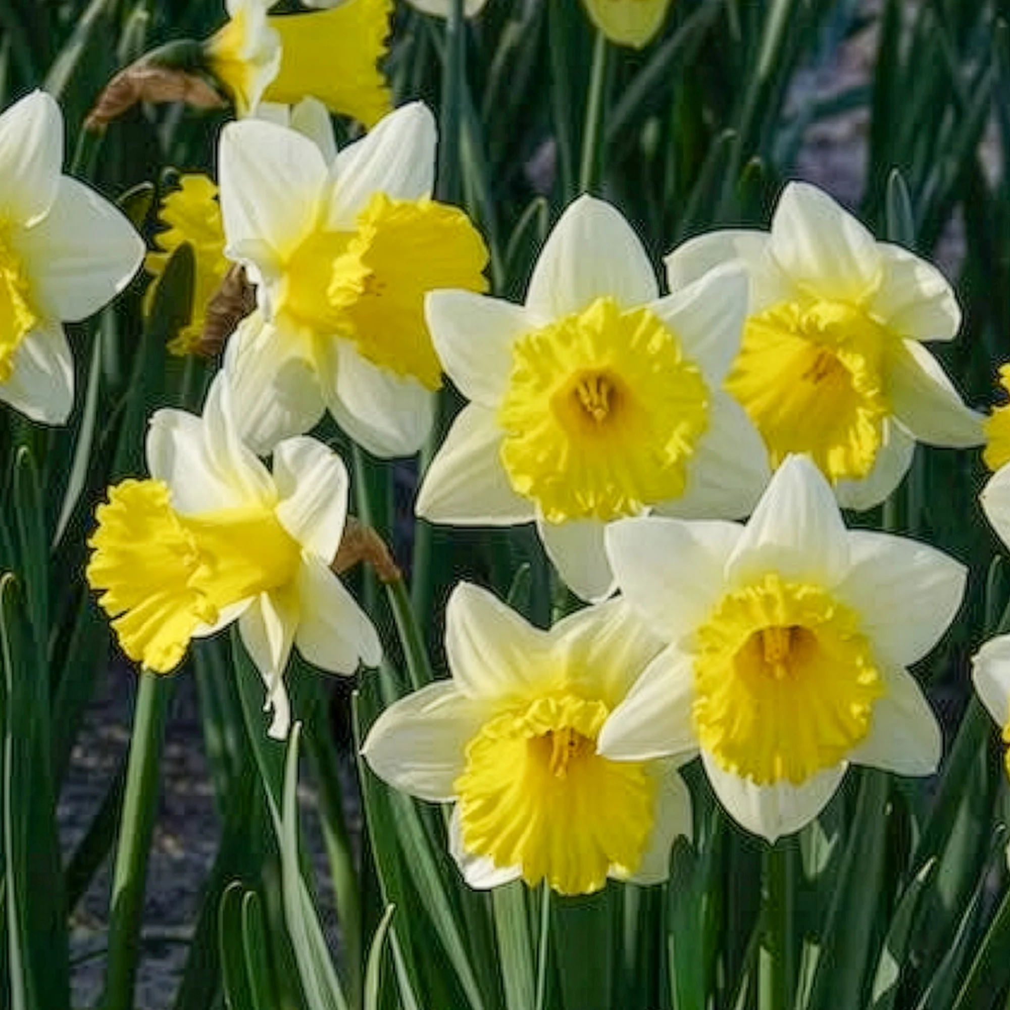 Narcissen 'Goblet' (x10) - Image 8