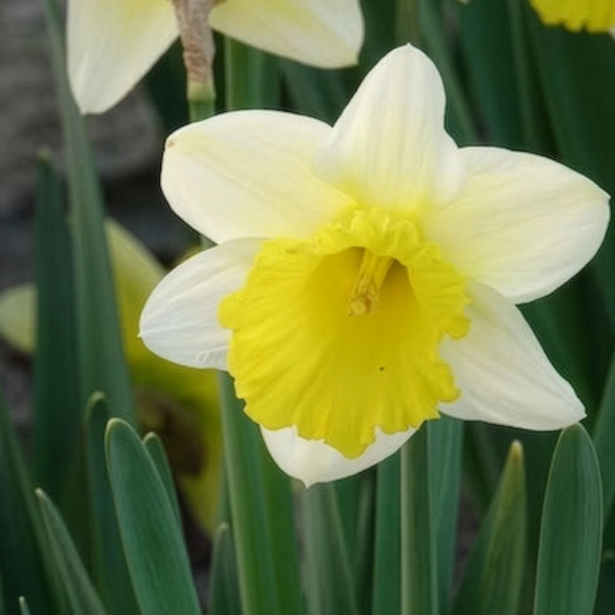 Narcissen 'Goblet' (x10) - Image 9