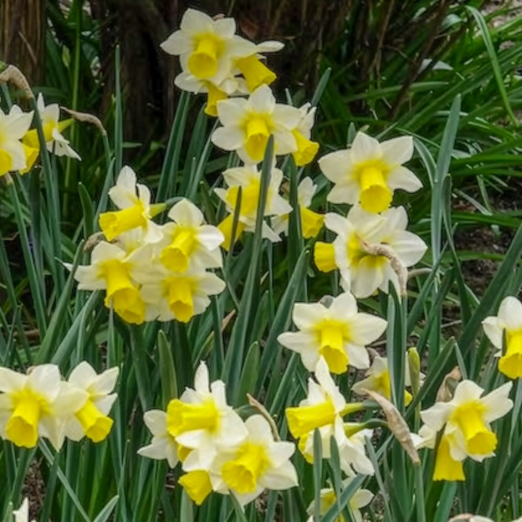Narcissen Golden Echo (x7) - Image 2