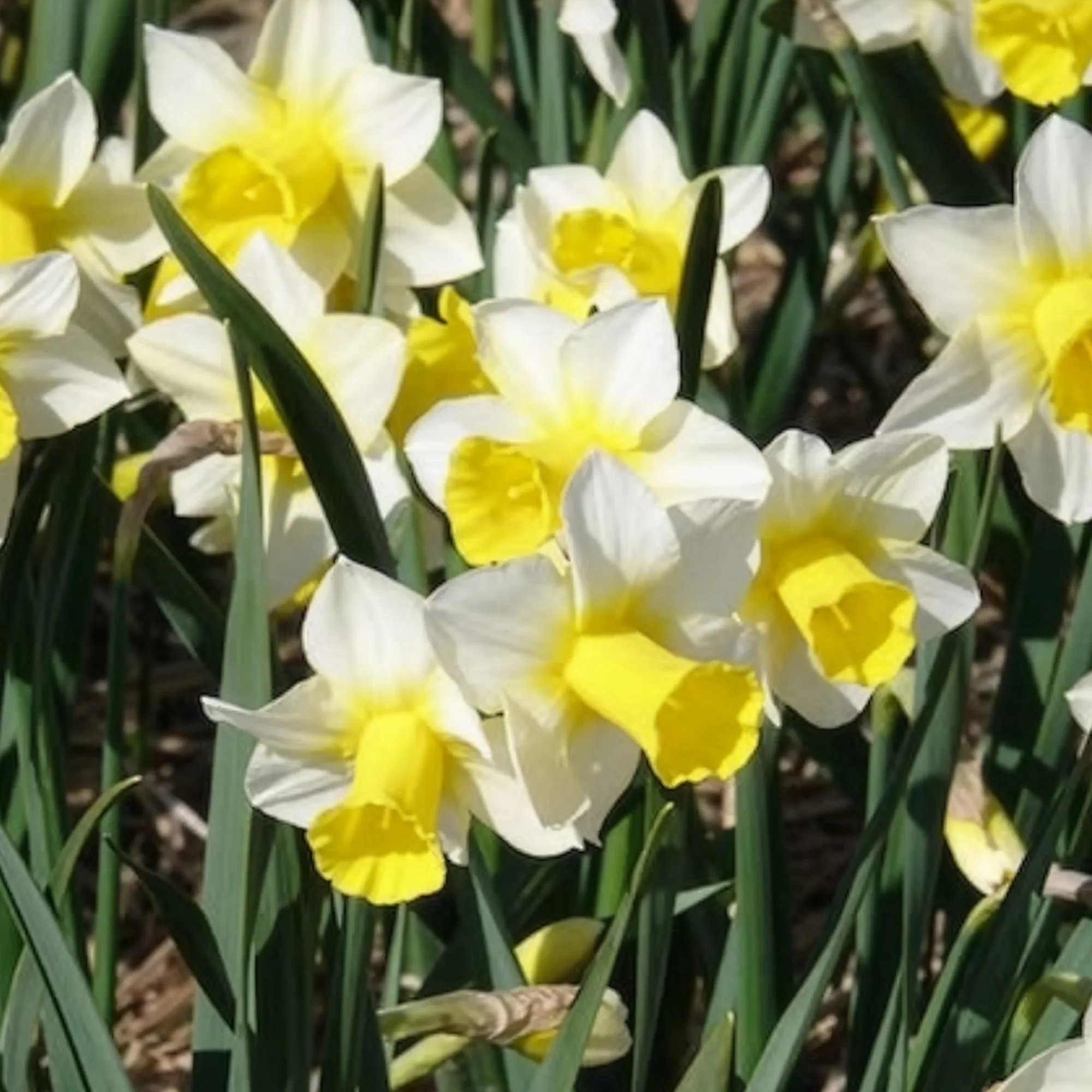 Narcissen Golden Echo (x7) - Image 3