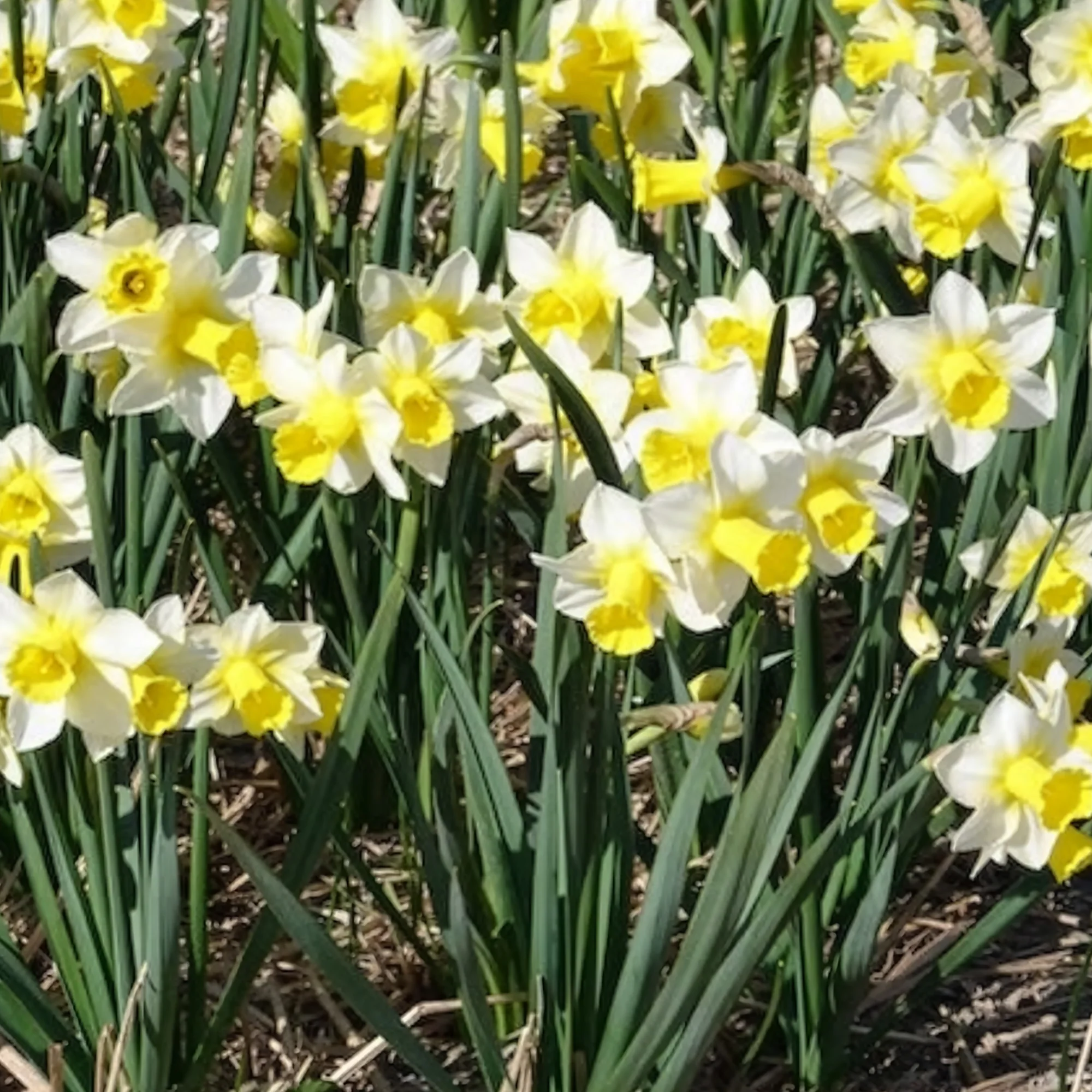 Narcissen Golden Echo (x7) - Image 4