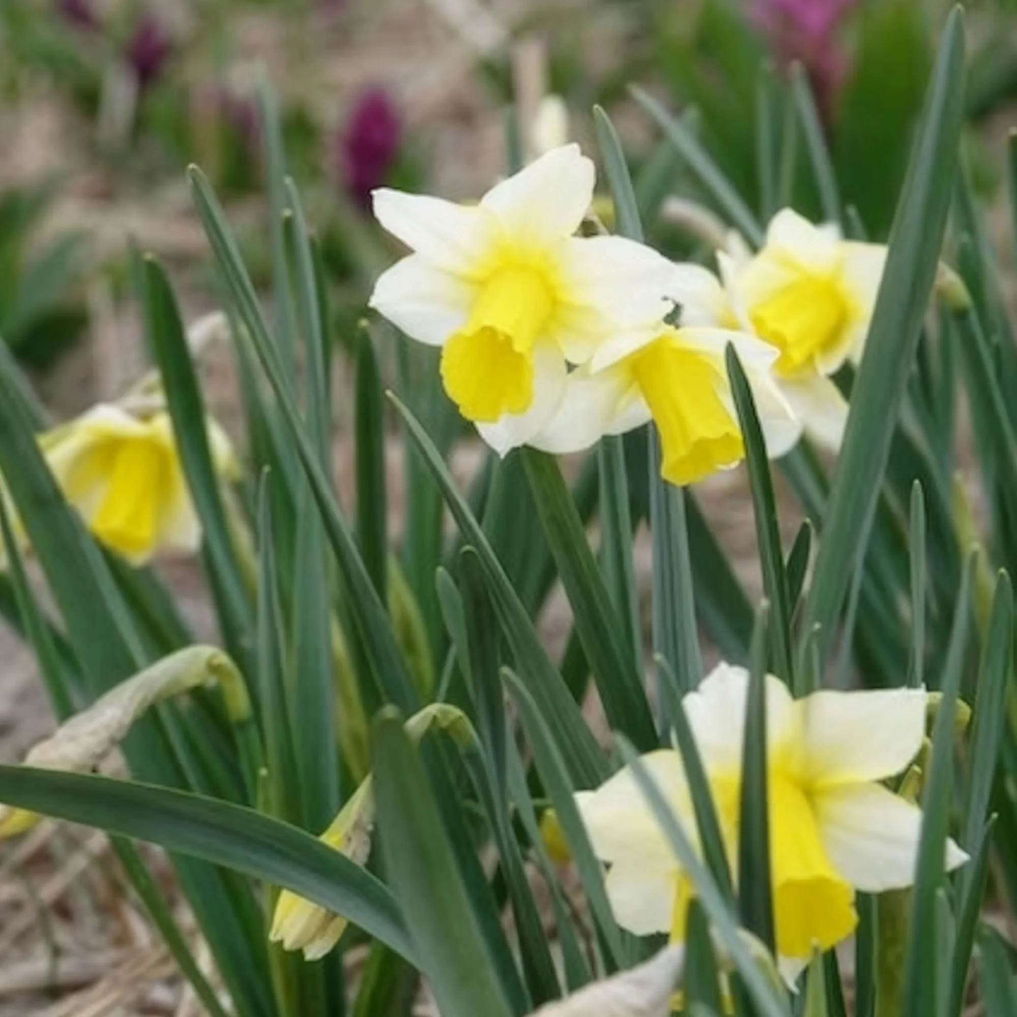 Narcissen Golden Echo (x7) - Image 5
