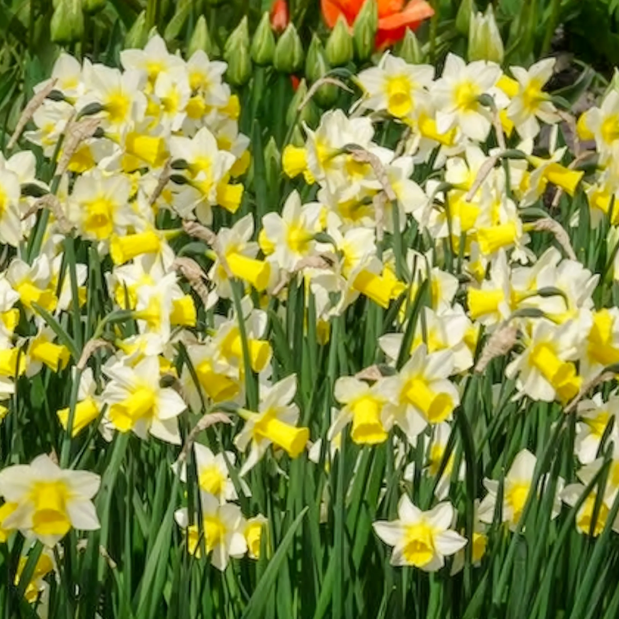 Narcissen Golden Echo (x7) - Image 7