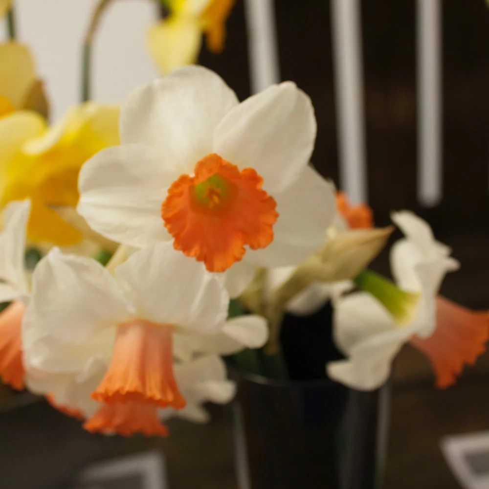 Narcissen Skype