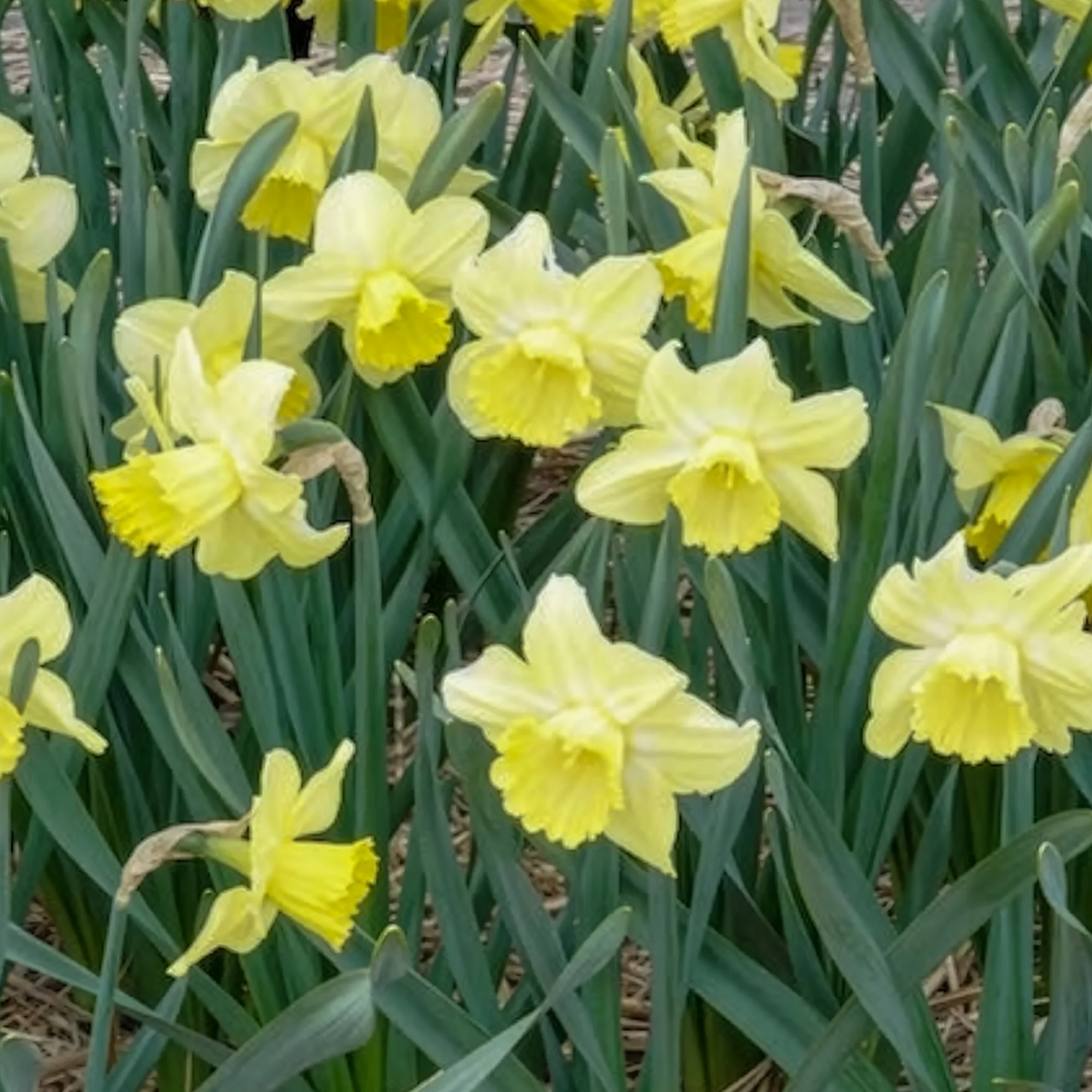 Narcissen met grote kroon Avalon (x5) - Image 3