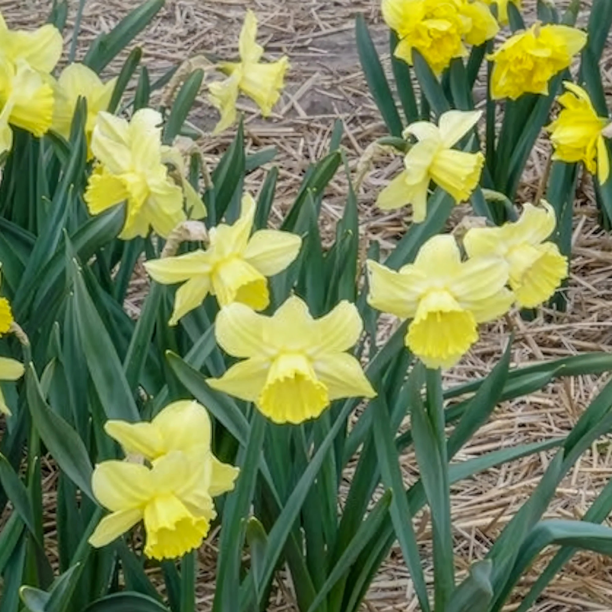Narcissen met grote kroon Avalon (x5) - Image 4