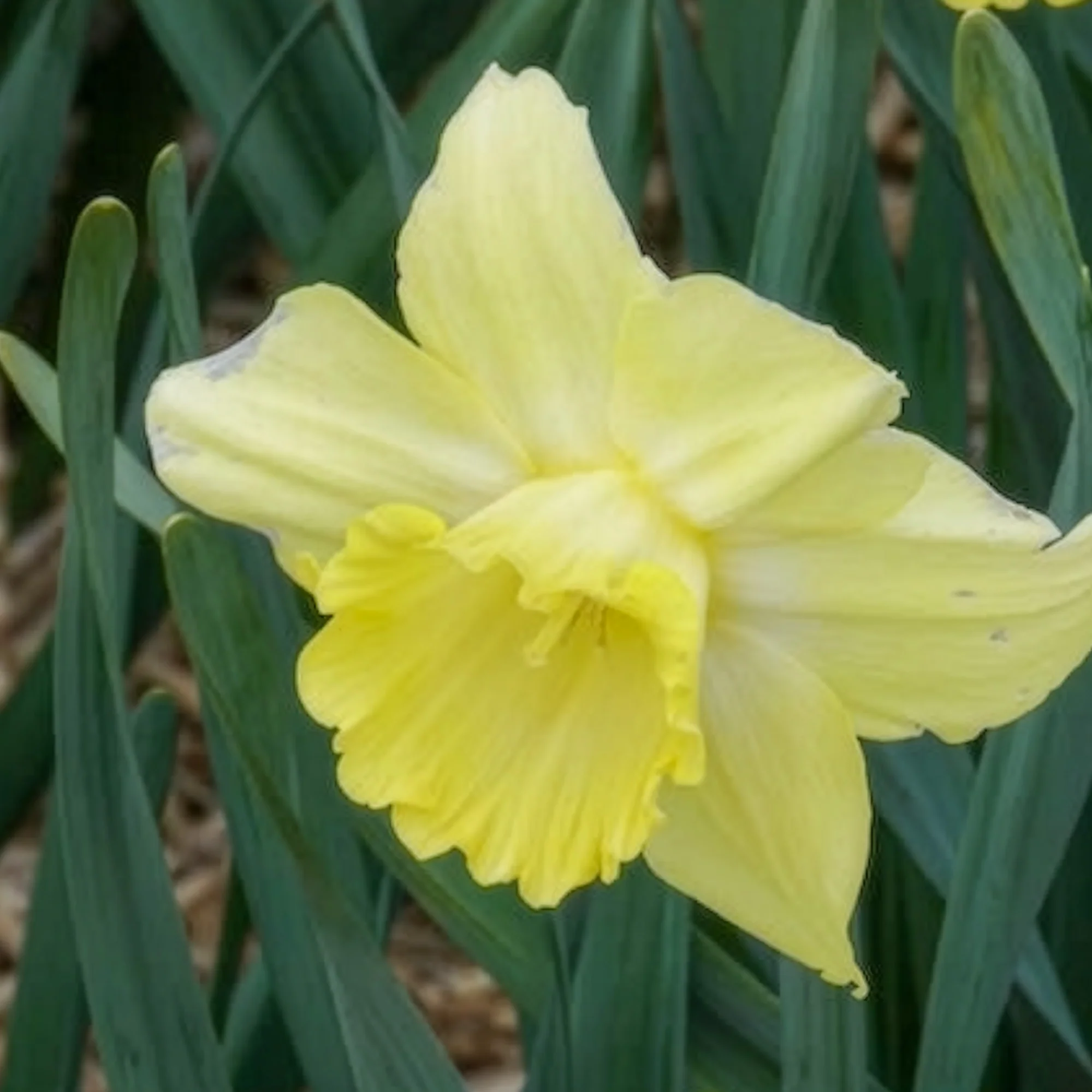 Narcissen met grote kroon Avalon (x5) - Image 5