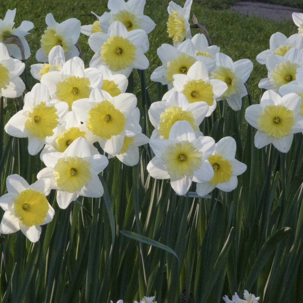 Narcissen met grote kroon Ice follies (x5)