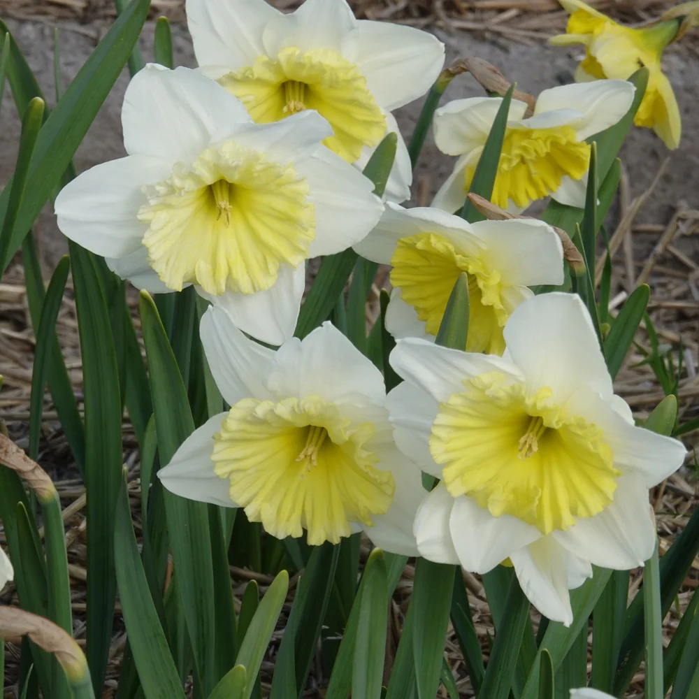 Narcissen met grote kroon Ice follies (x5) - Image 2