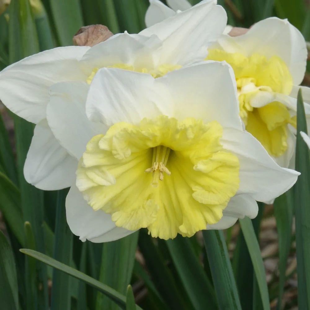 Narcissen met grote kroon Ice follies (x5) - Image 3