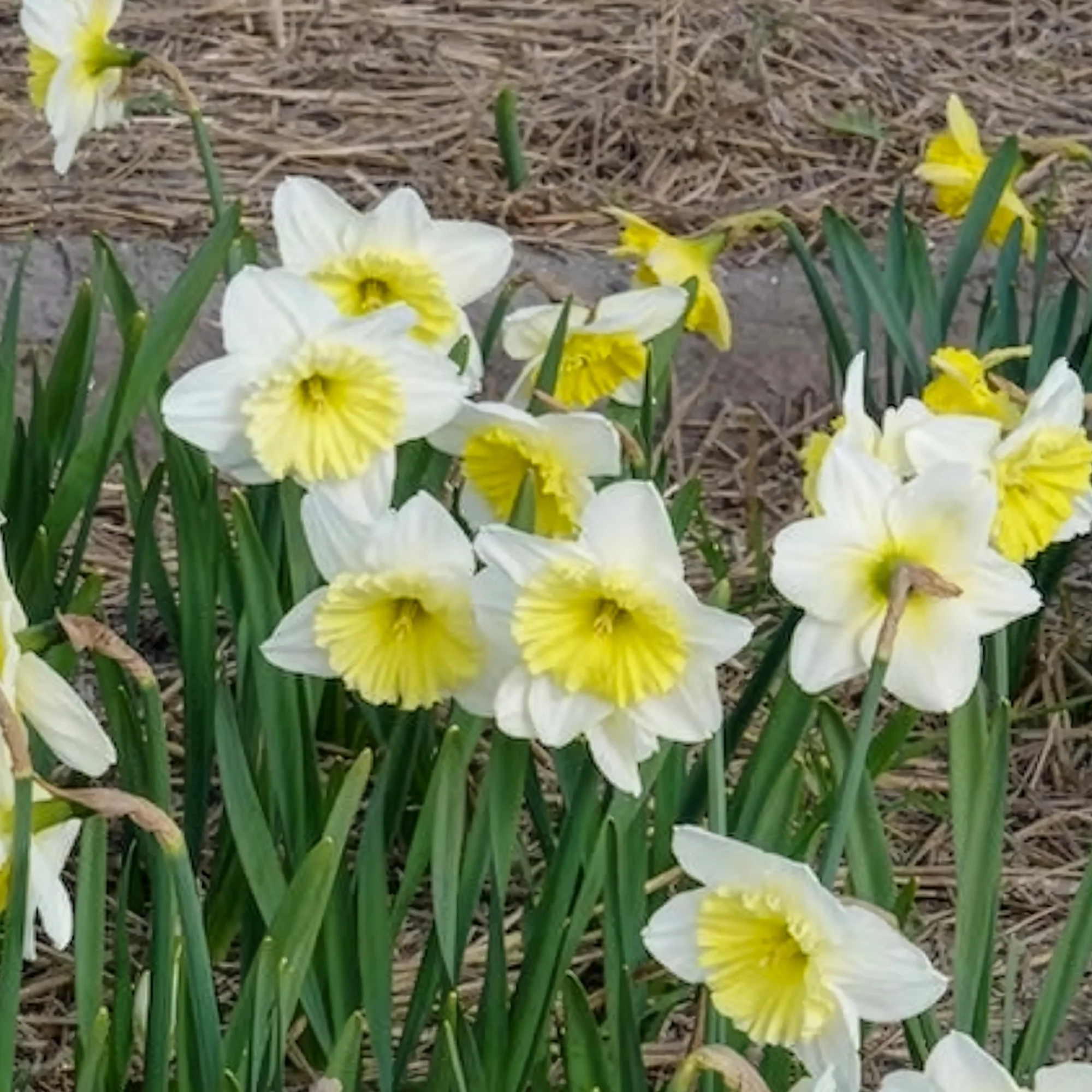 Narcissen met grote kroon Ice follies (x5) - Image 6
