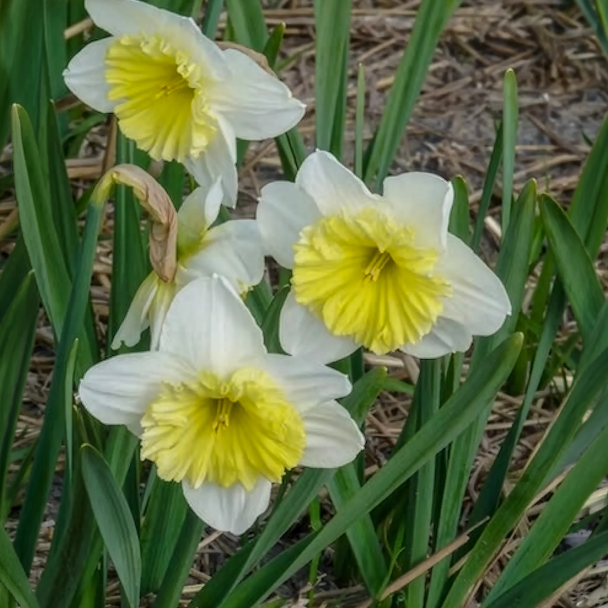 Narcissen met grote kroon Ice follies (x5) - Image 7