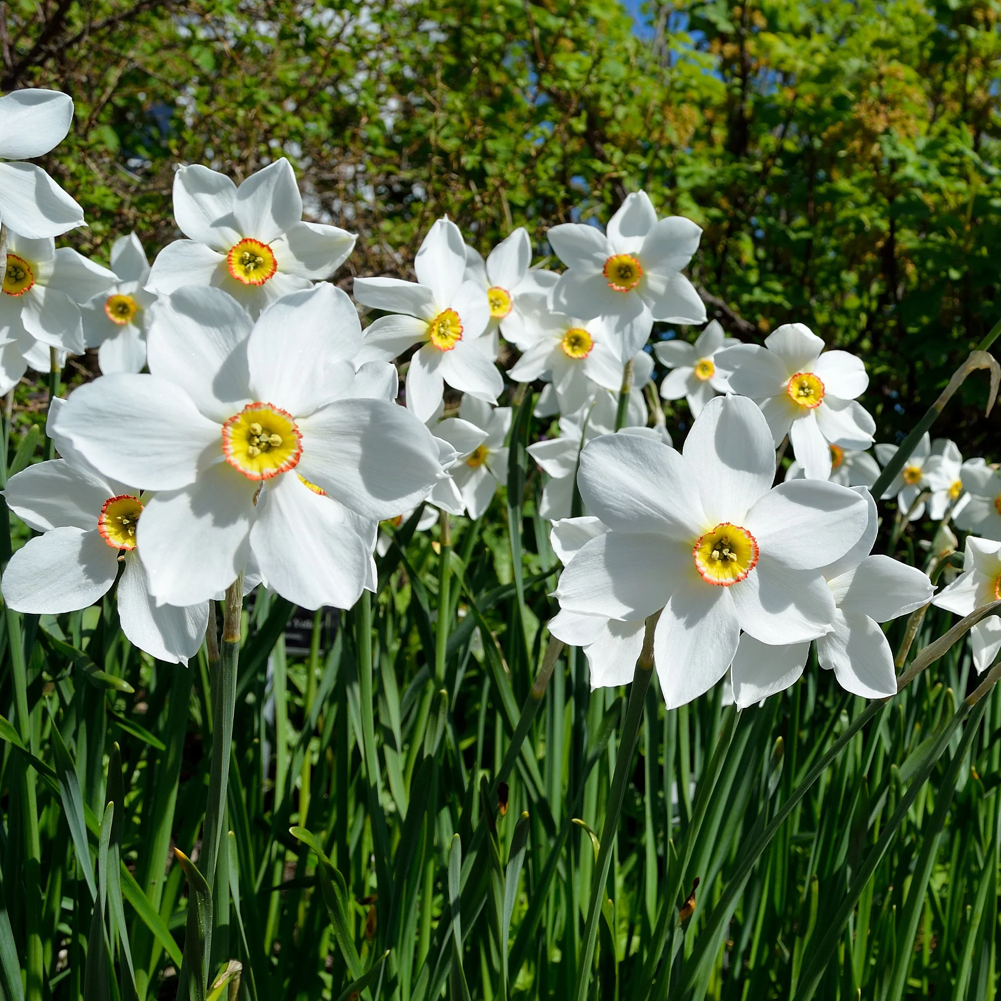 Narcissen poeticus 'Actea' (x10)