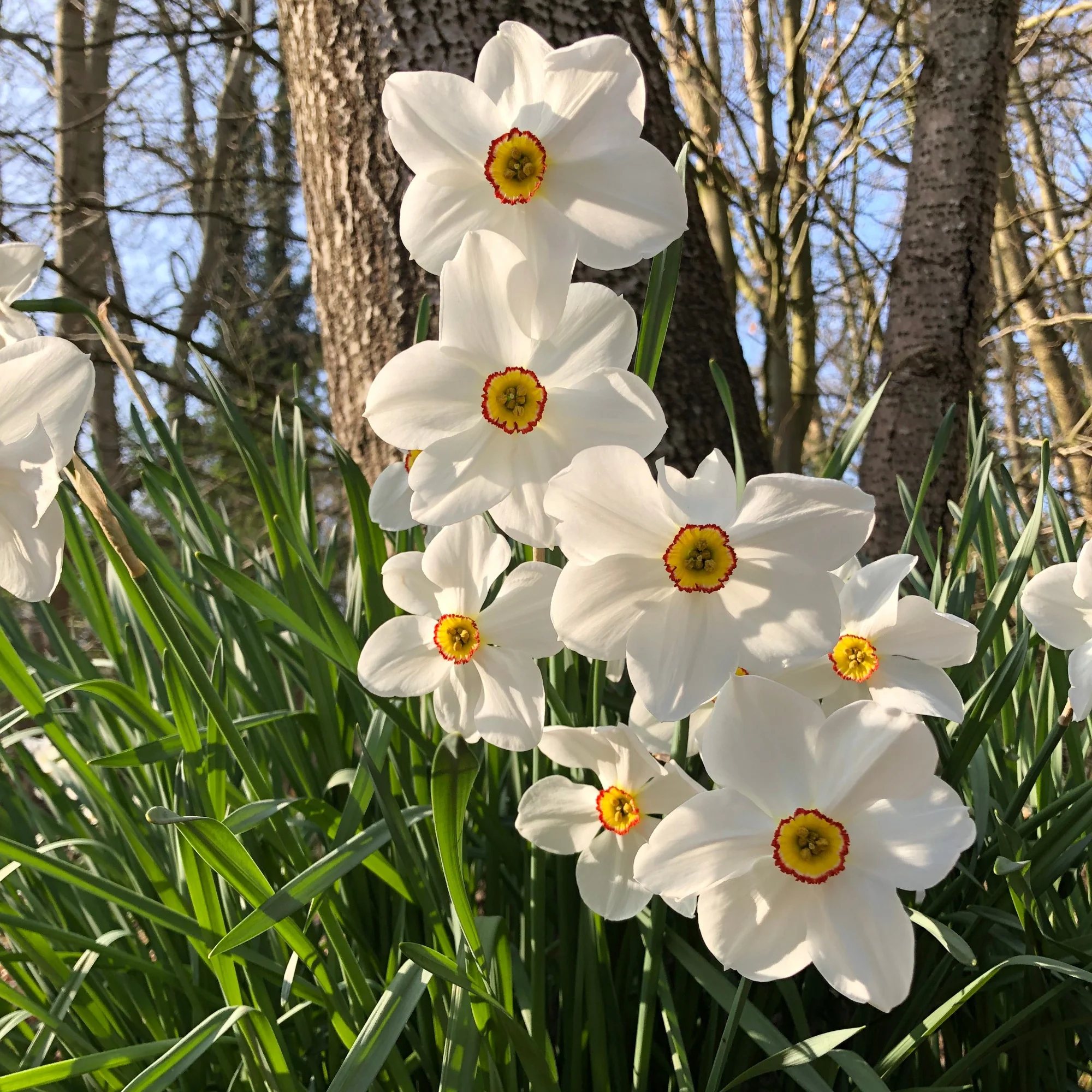 Narcissen poeticus 'Actea' (x10) - Image 2