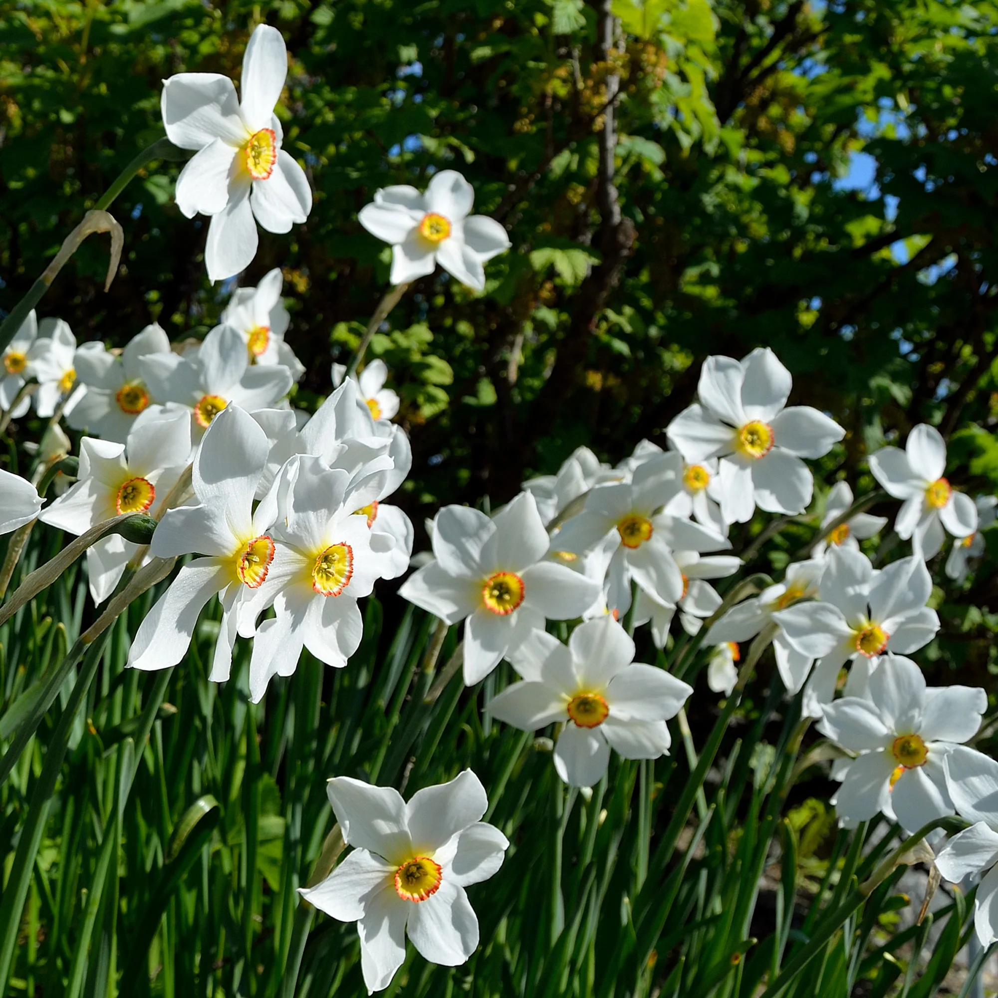 Narcissen poeticus 'Actea' (x10) - Image 3