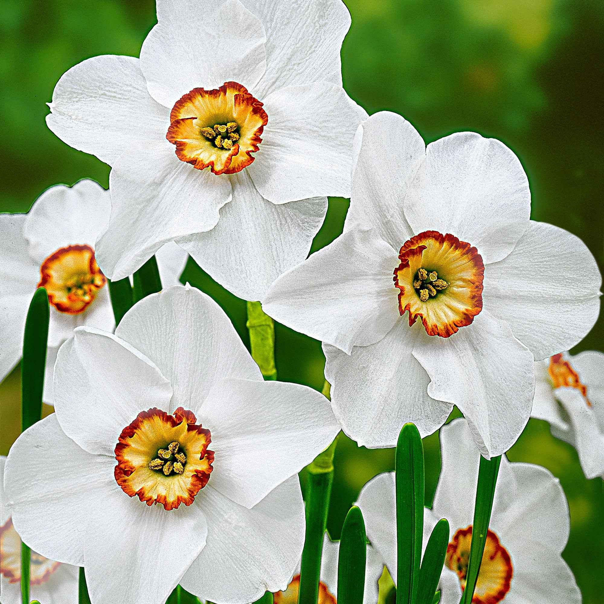 Narcissen poeticus 'Actea' (x10) - Image 4