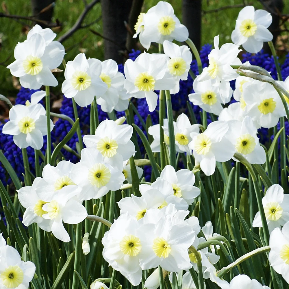 Narcissen Segovia (x10)